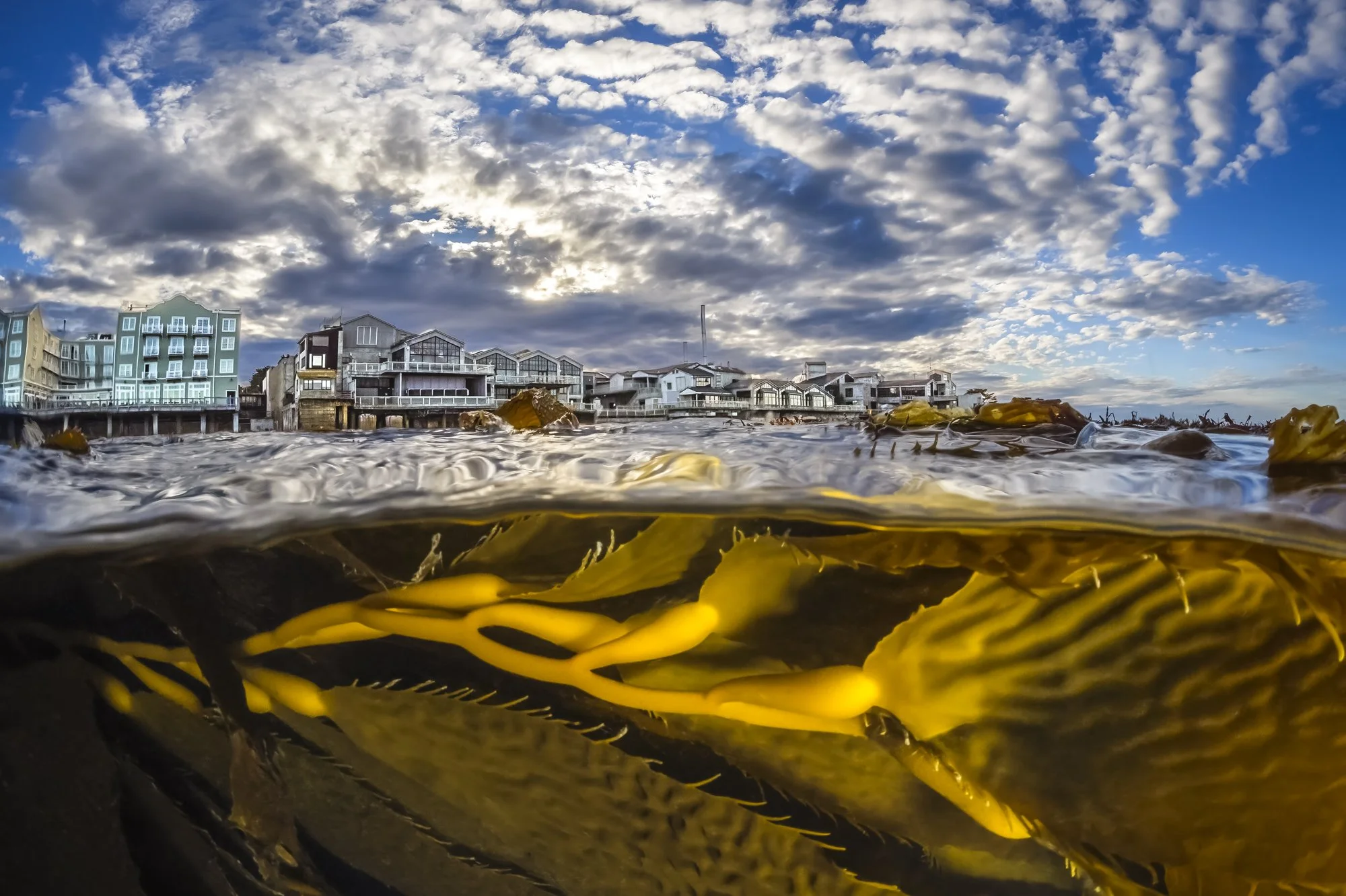 Panoramic coastal image showing Cannery Row above water and golden kelp below the surface.