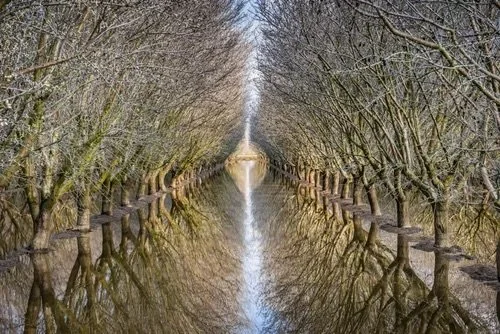 Flooded almond orchard reflecting leafless trees in perfect symmetry, creating a natural mirror effect under soft daylight.