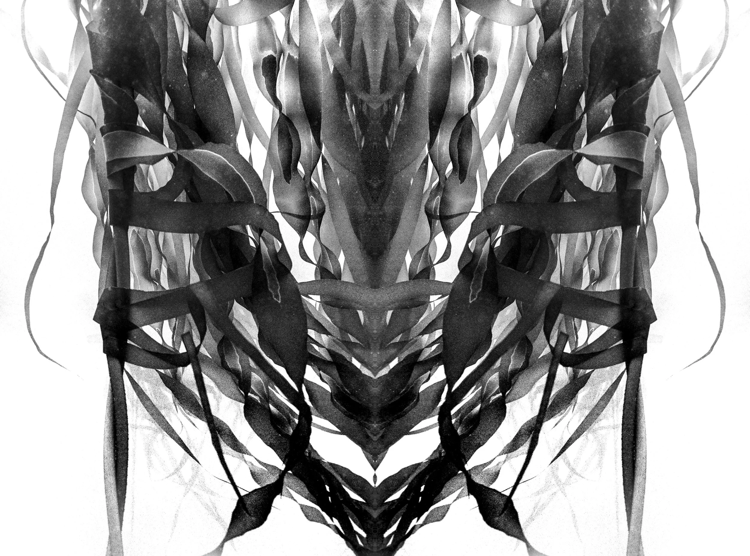 Abstract mirrored kelp strands forming a symmetrical, flowing black-and-white design.