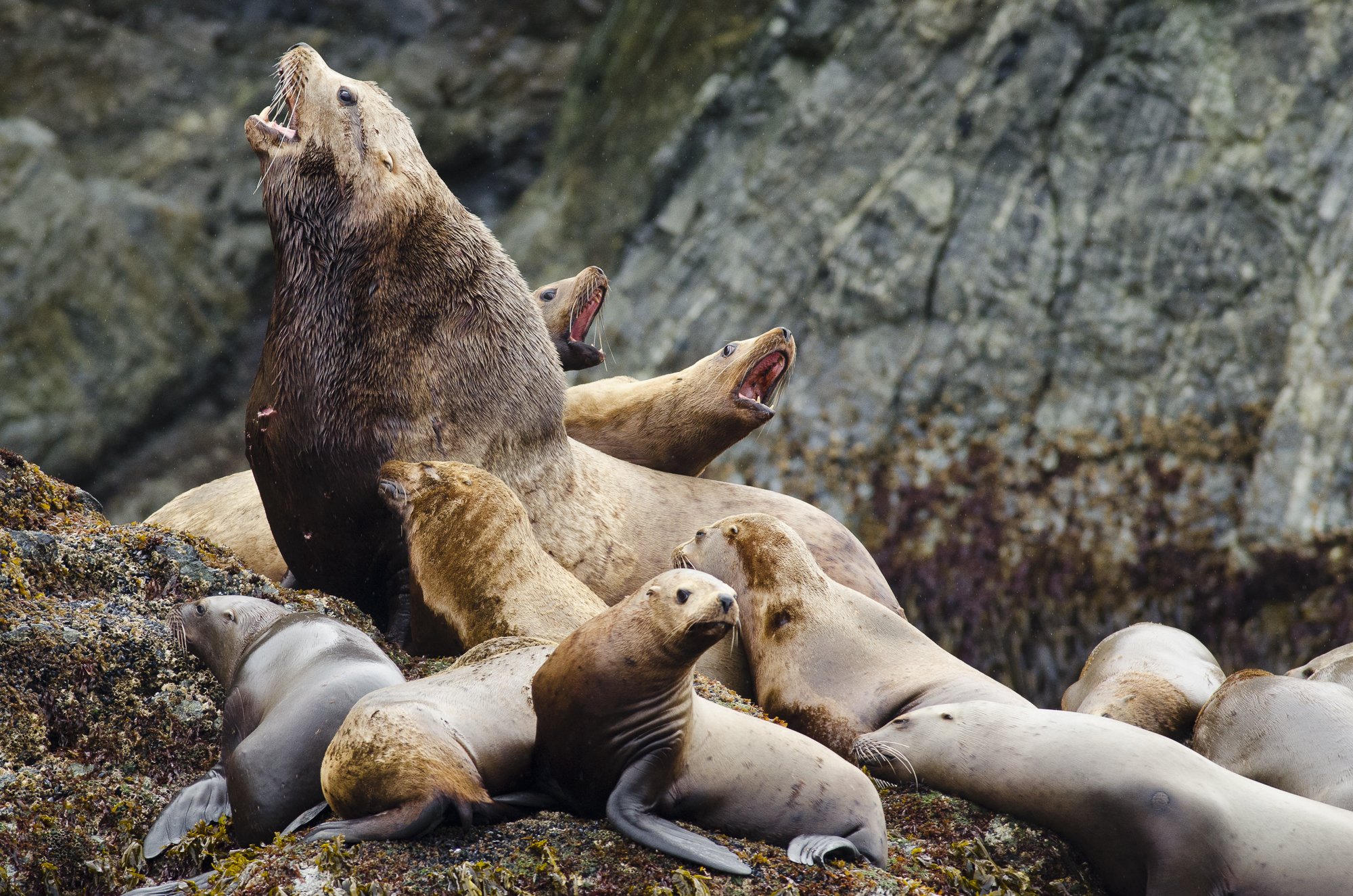 Group of sea lions on Pacific rocks, wildlife photo by Jason Bradley, Bradley Gallery print