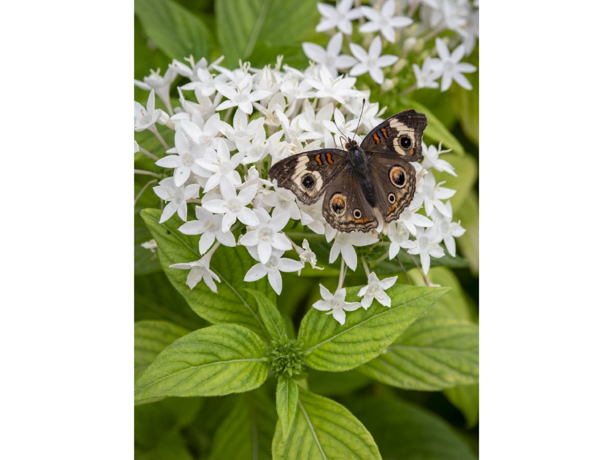 Common buckeye butterfly resting on a cluster of white flowers.