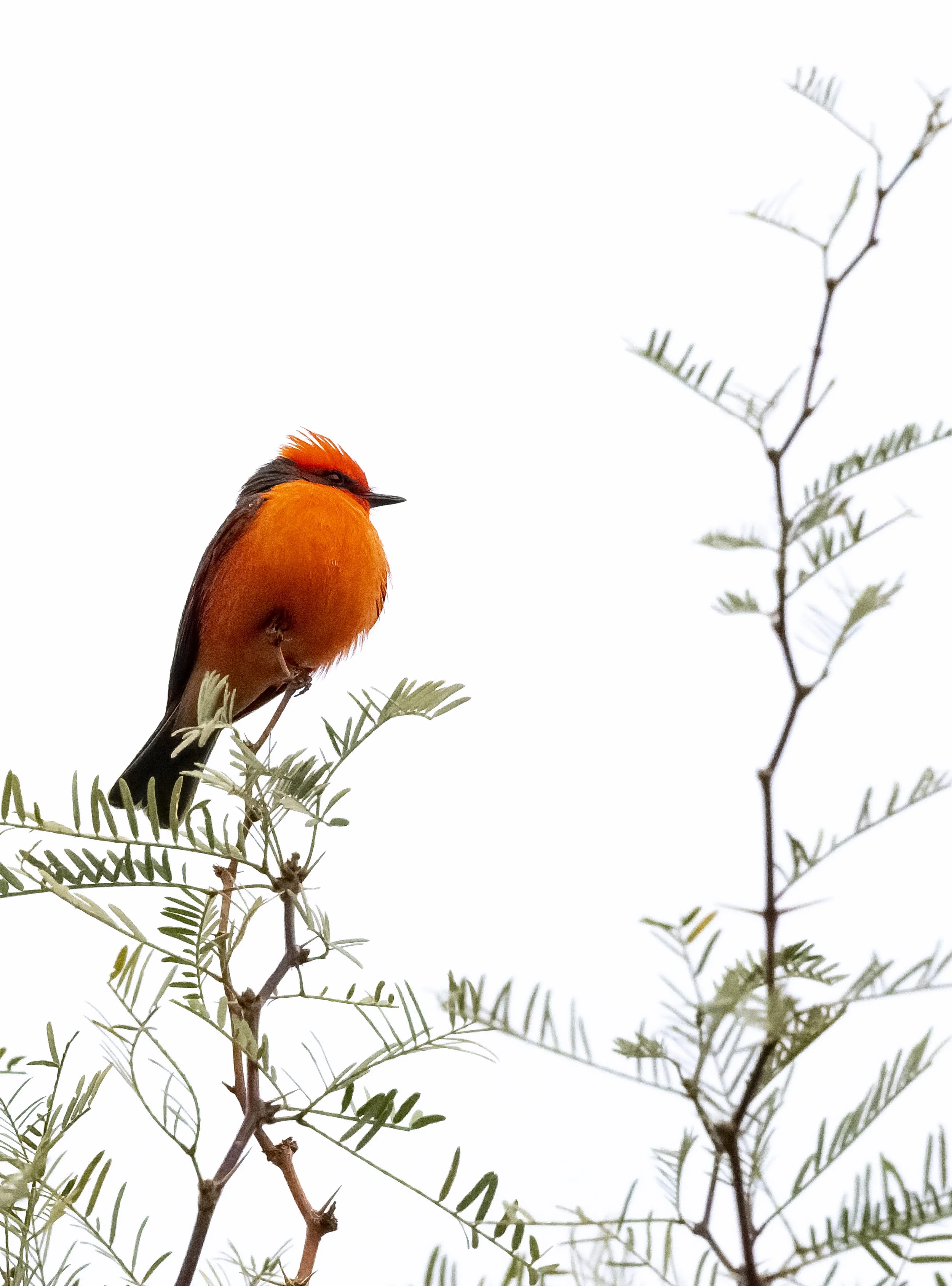 Bright orange vermilion flycatcher perched among leafy branches against a white sky.