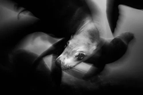 Playful Encounter: Sea Lion Gaze