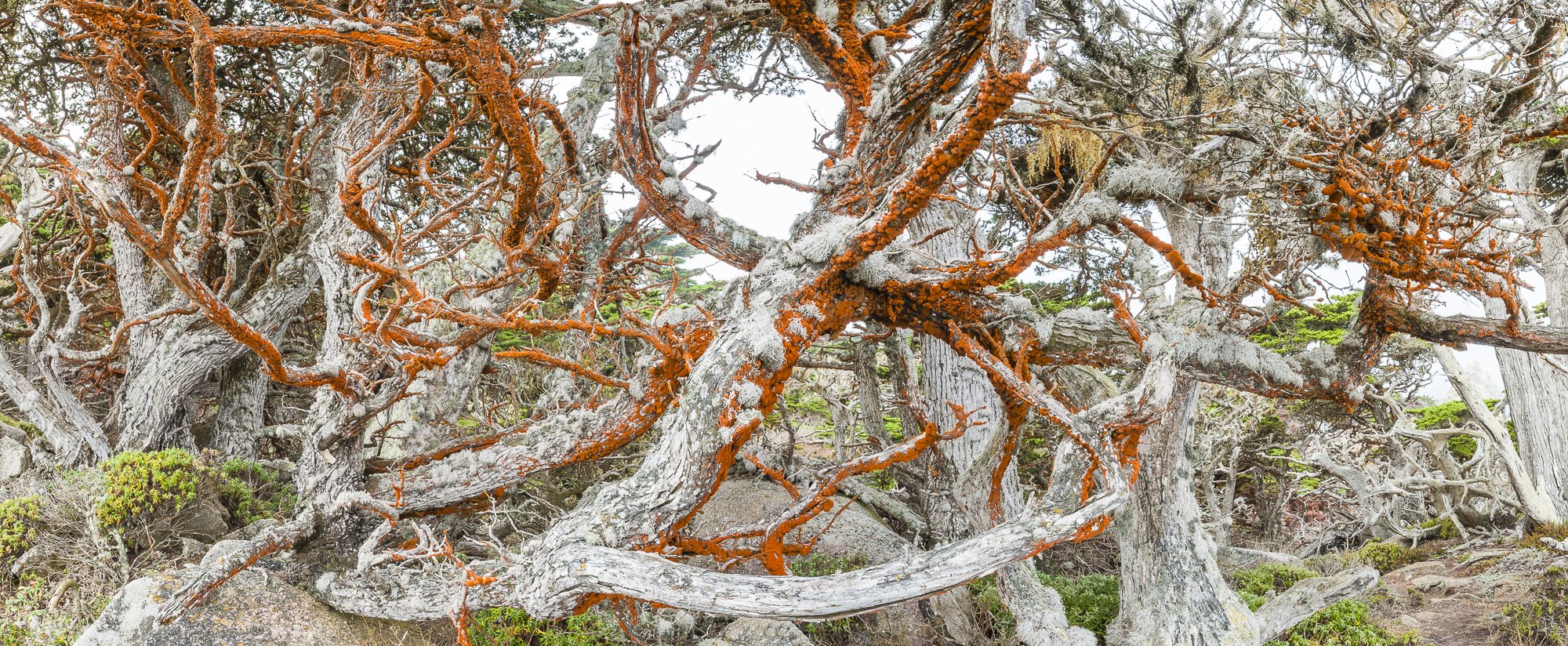 Twisting cypress branches covered in orange lichen near Pacific Grove – fine art print by Jason Bradley