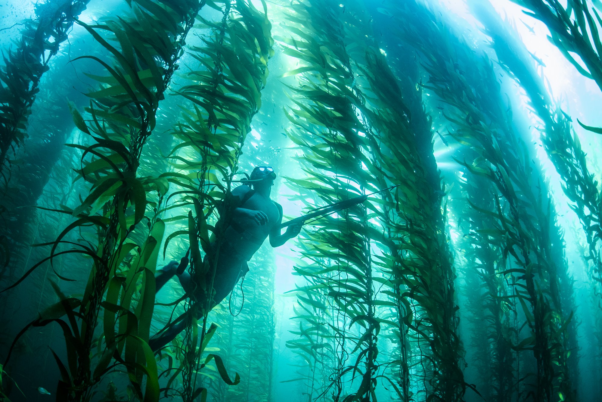Diver swims through tall kelp forest with sunlit rays, underwater fine art by Jason Bradley, Pacific Grove