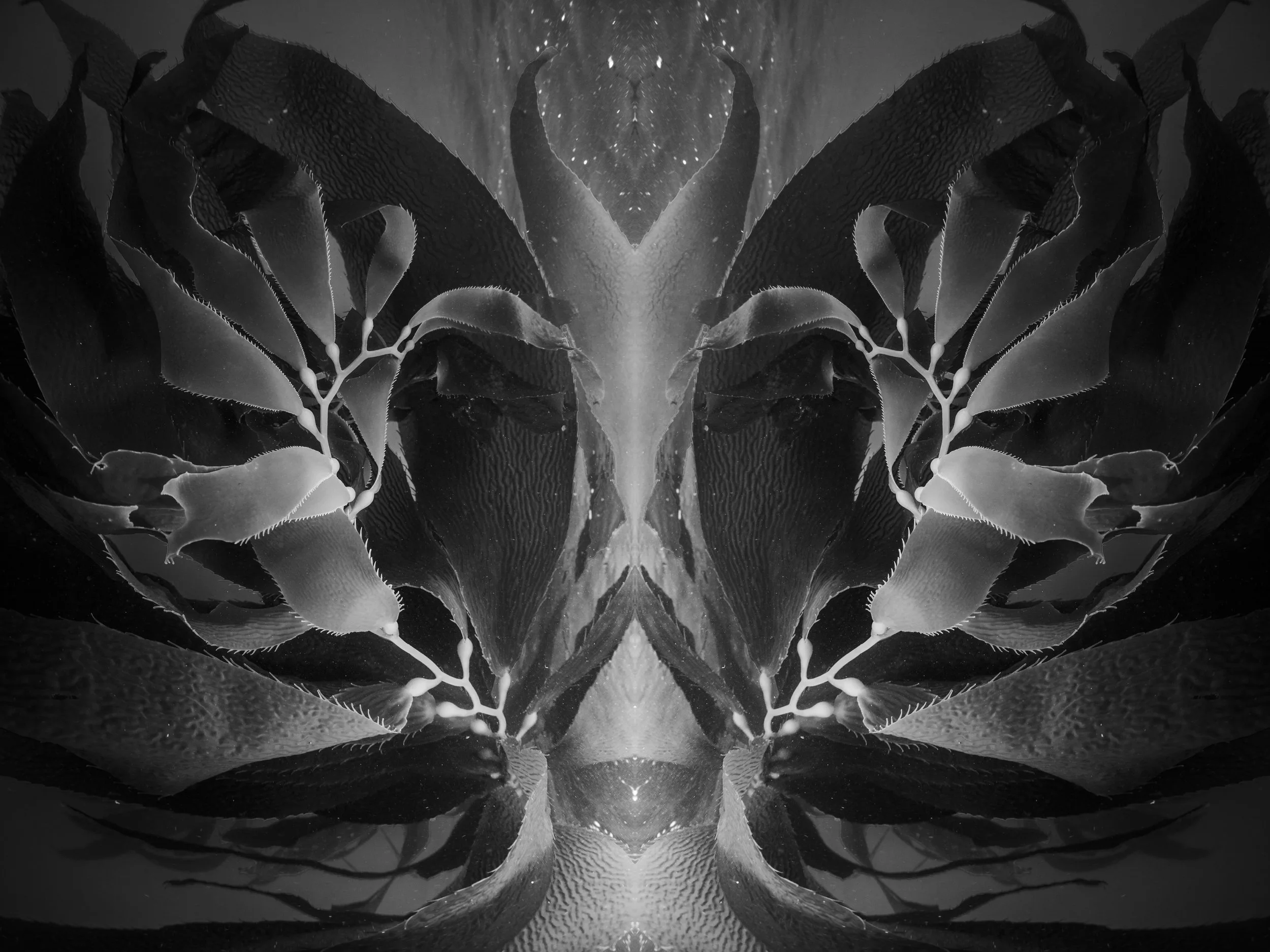 Mirrored kelp fronds underwater forming a dark, organic, symmetrical abstract pattern.