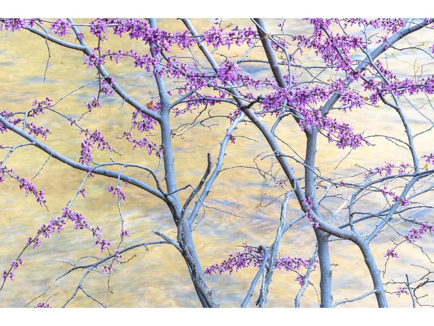 Store_Images_Redbud_and_Merced_River_2021_©William_Neill.jpg