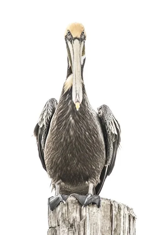 Bill Collector - Pelican in Moss Landing