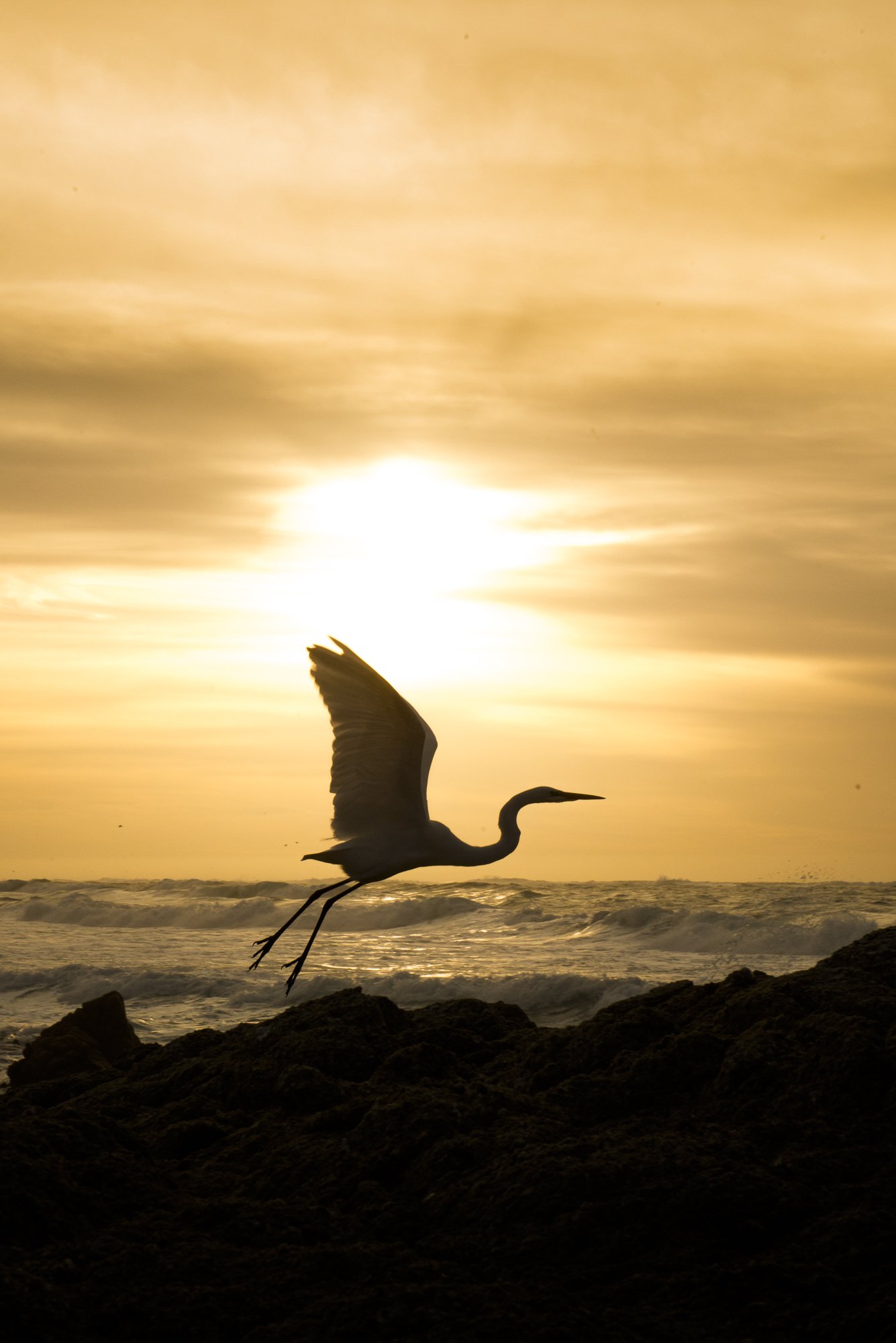 Silhouette of a great egret taking flight against a glowing sunset on the Pacific coast, by Jason Bradley.