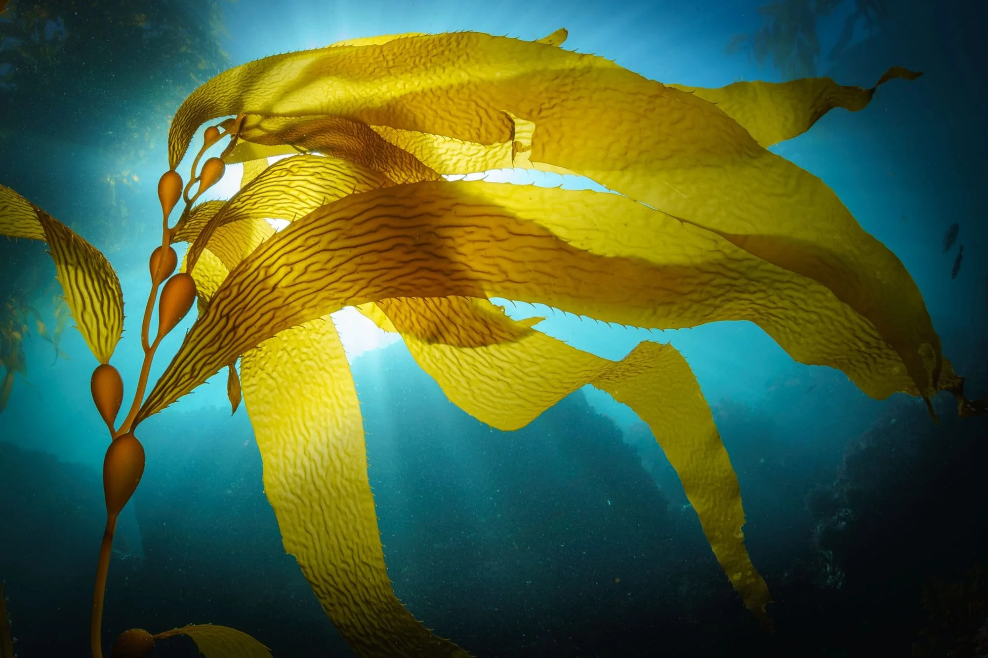 Golden kelp fronds ripple toward the sun, glowing against deep blue water as light beams stream through.