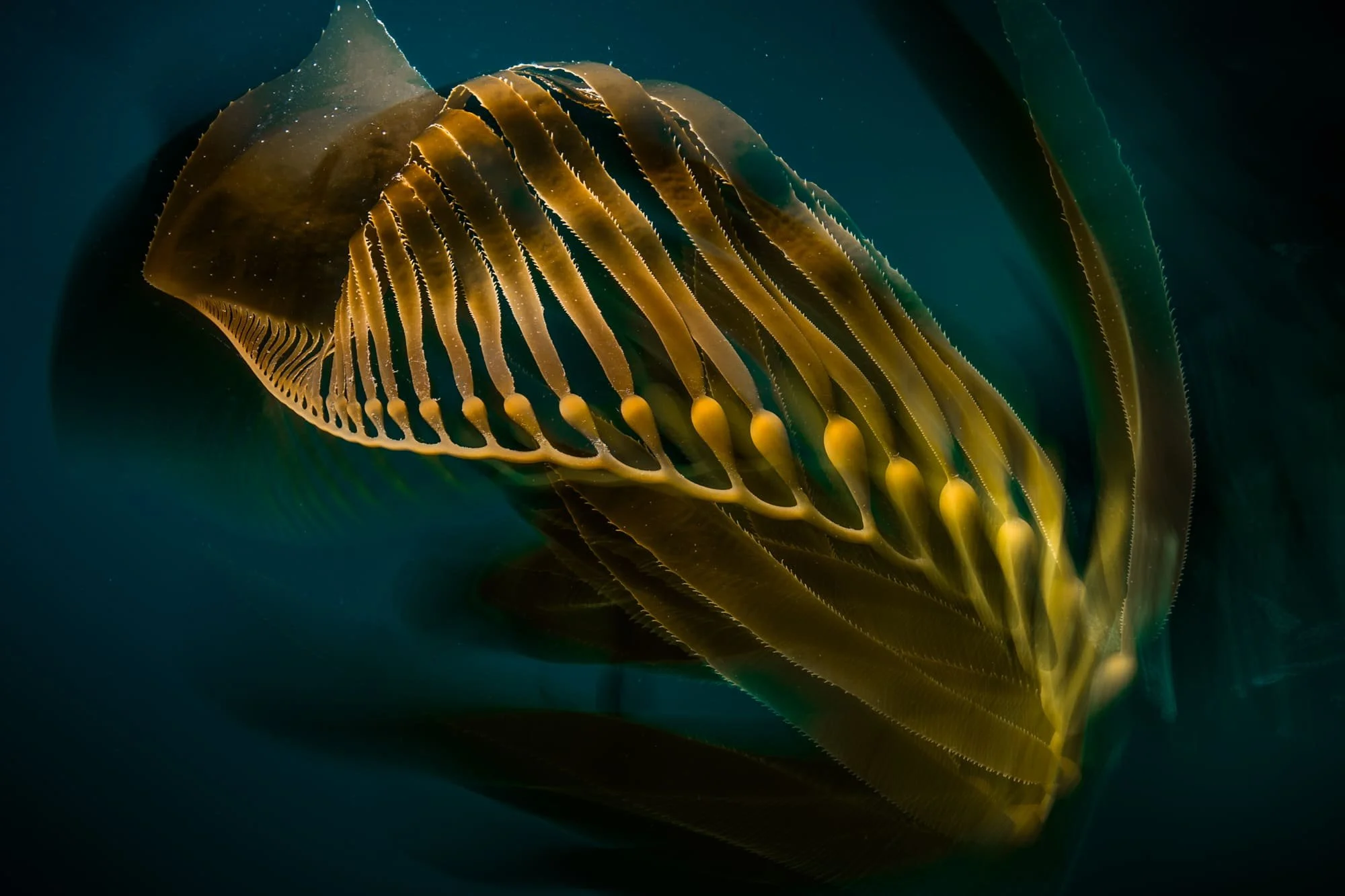 Flowing kelp blades and air bladders drifting in dark teal water, softly blurred in motion.
