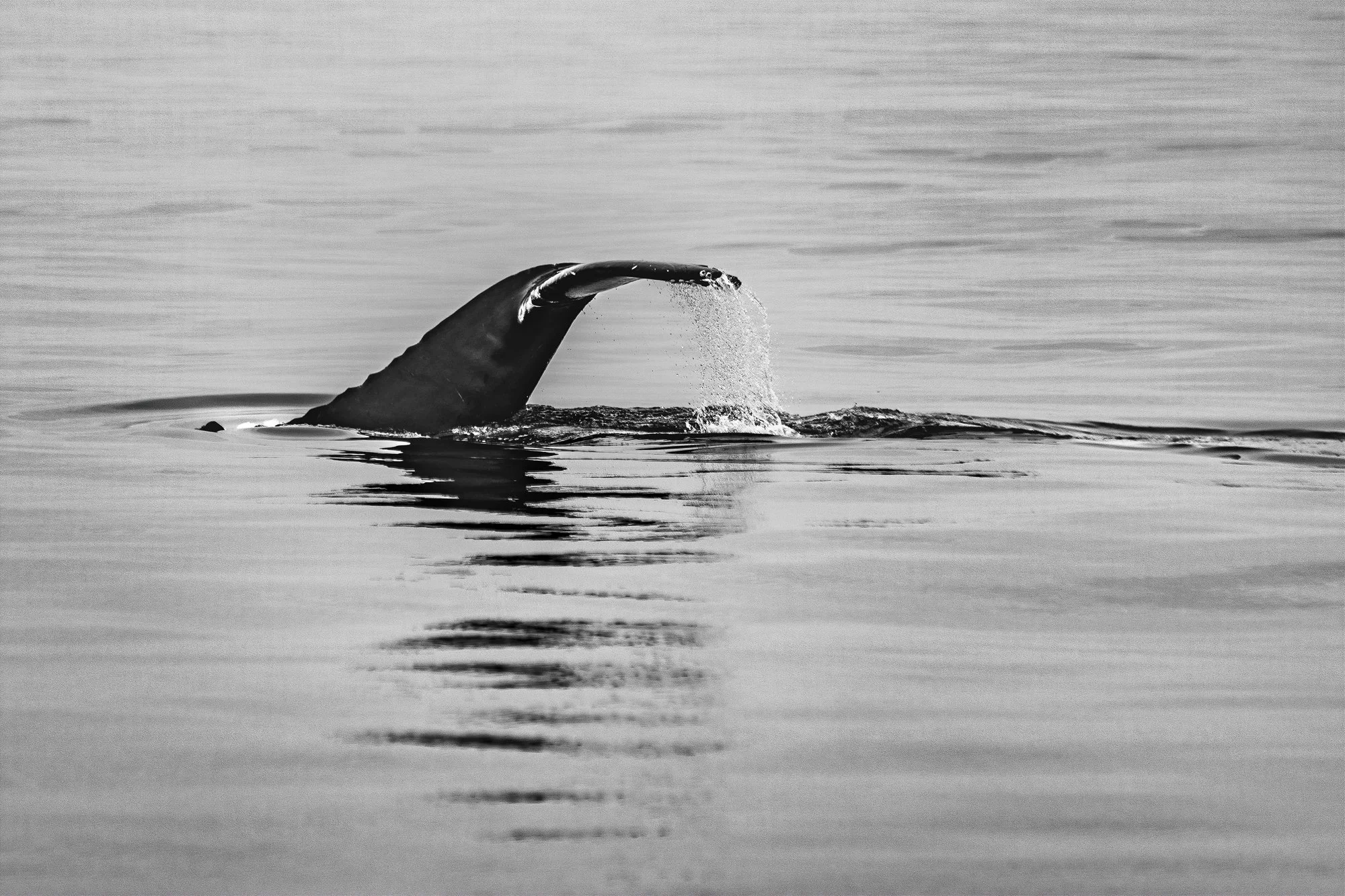 Marek Gardias — Whales on the Bay