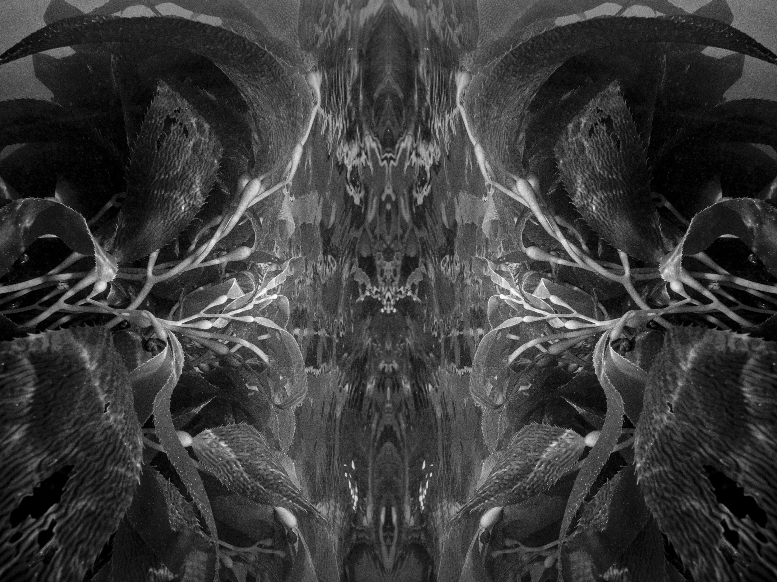 tmax400-07-Symmetrical black and white kelp composition with mirrored fronds and flowing texture underwater.29-2025-07335-Edit.jpg