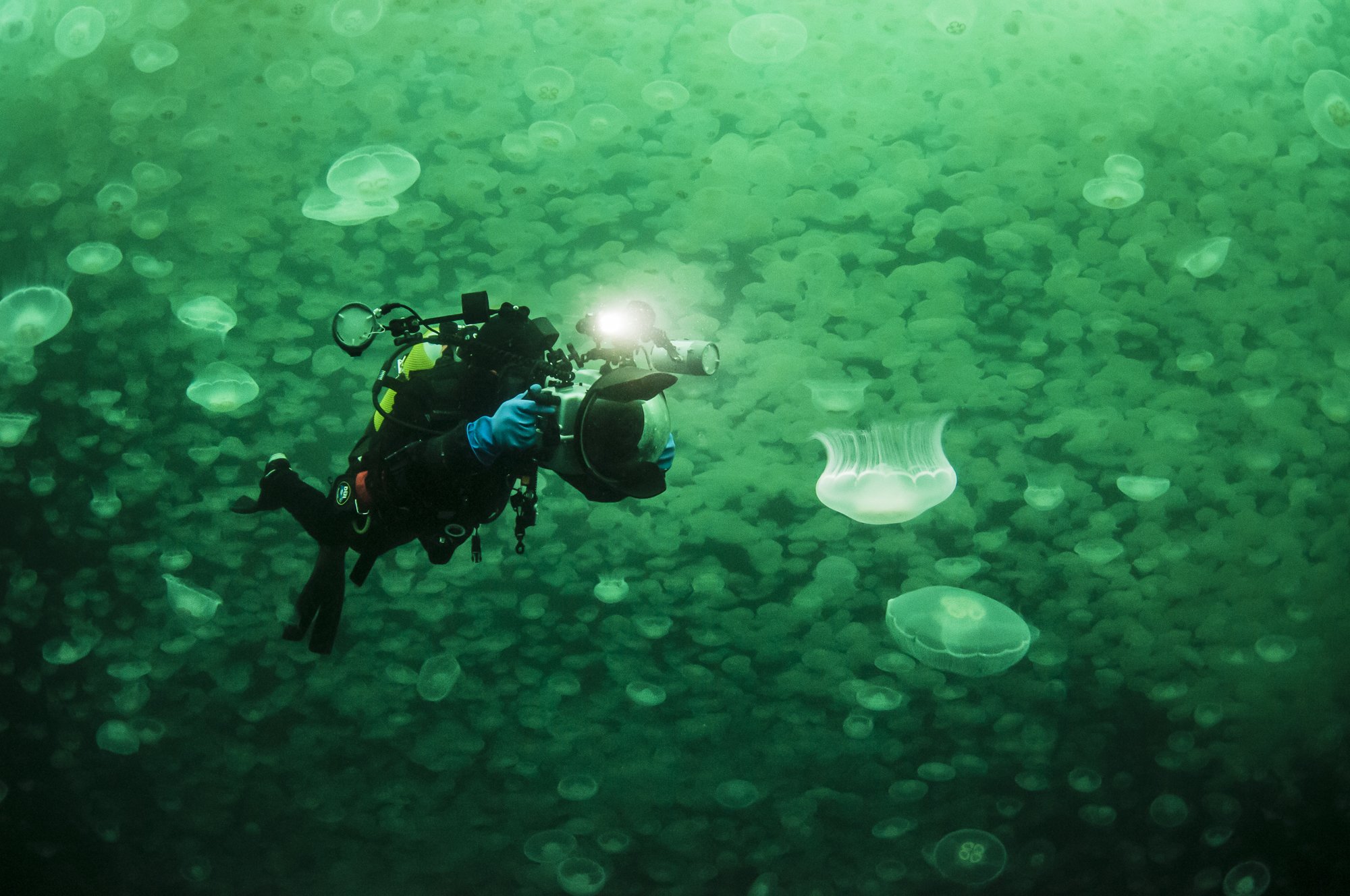 Scuba diver photographing translucent jellyfish in a green-lit underwater lake filled with thousands of jellyfish.