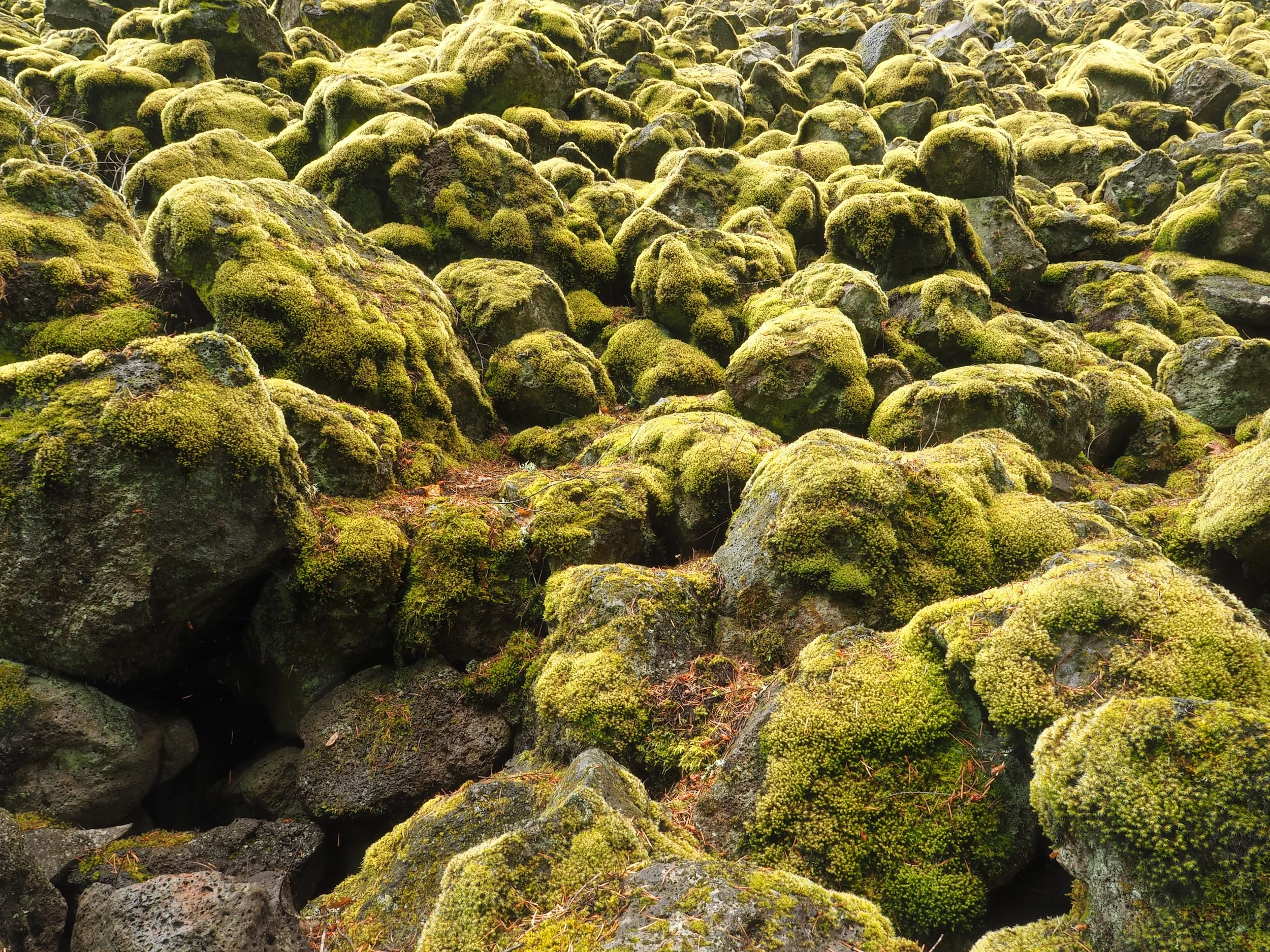 Moss.jpg