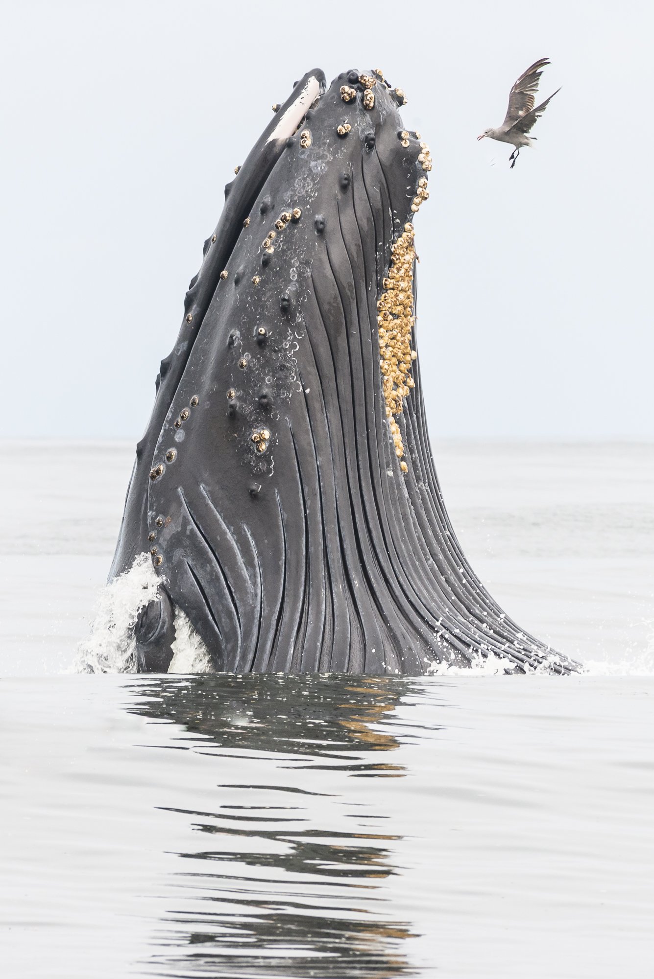 Humpback whale feeding at surface with bird nearby, captured in Monterey Bay by photographer Jason Bradley.