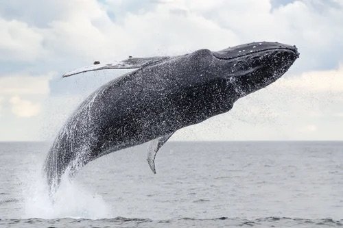 Humpback whale leaping fully out of the water in a powerful breach against a cloudy sky and open ocean
