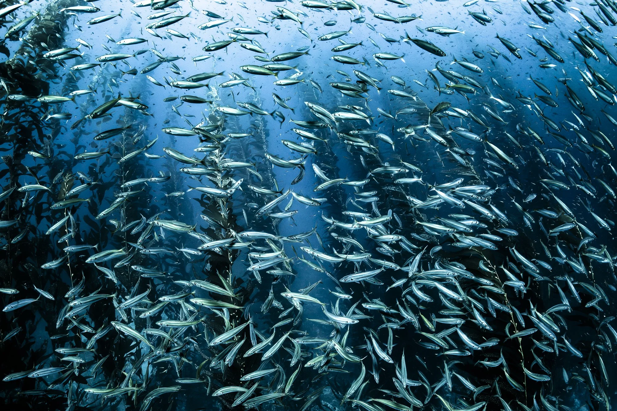 Dense school of anchovies swimming through blue water near Channel Islands National Park.