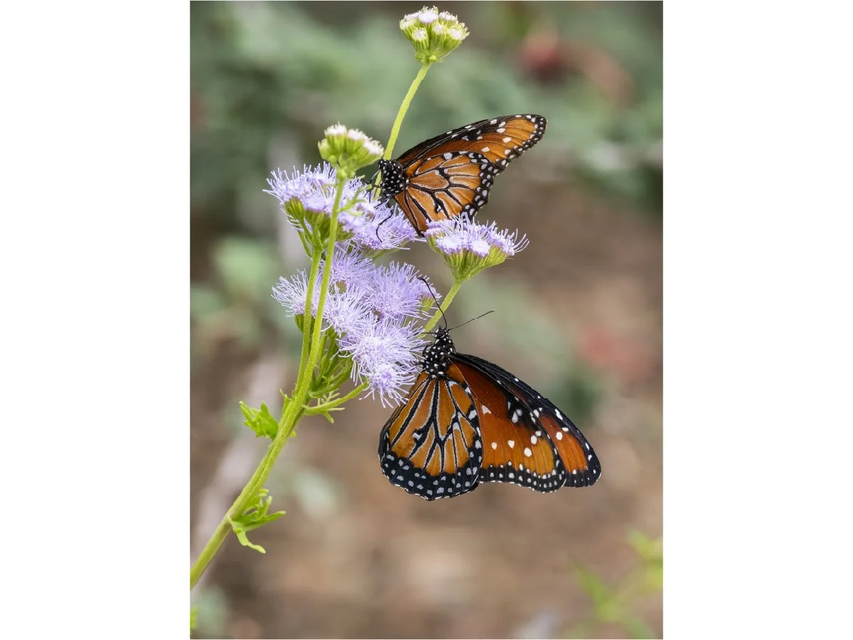Two monarch butterflies feeding on pale purple flowers.