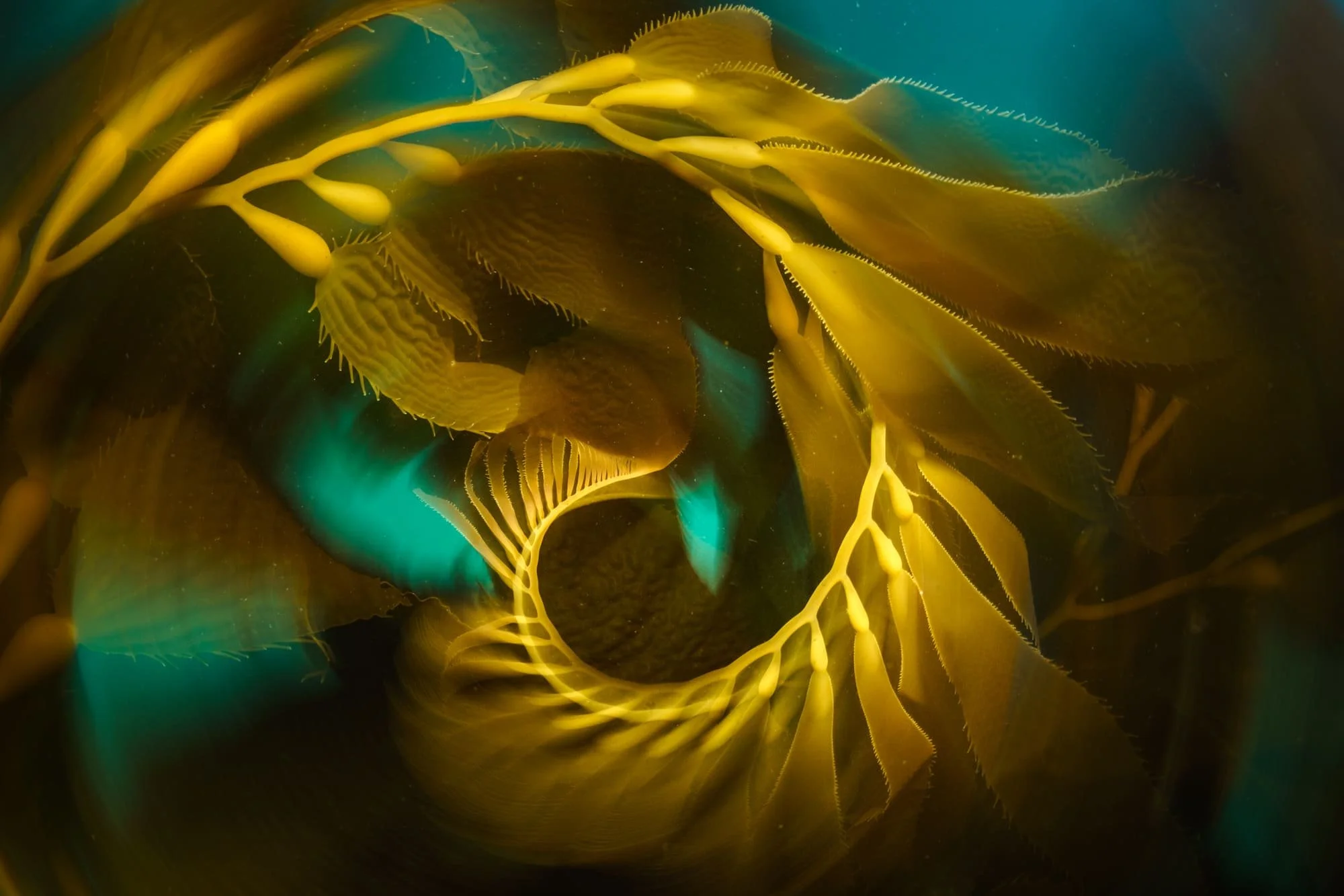 Golden kelp fronds swirling in circular motion underwater against a deep teal backdrop.
