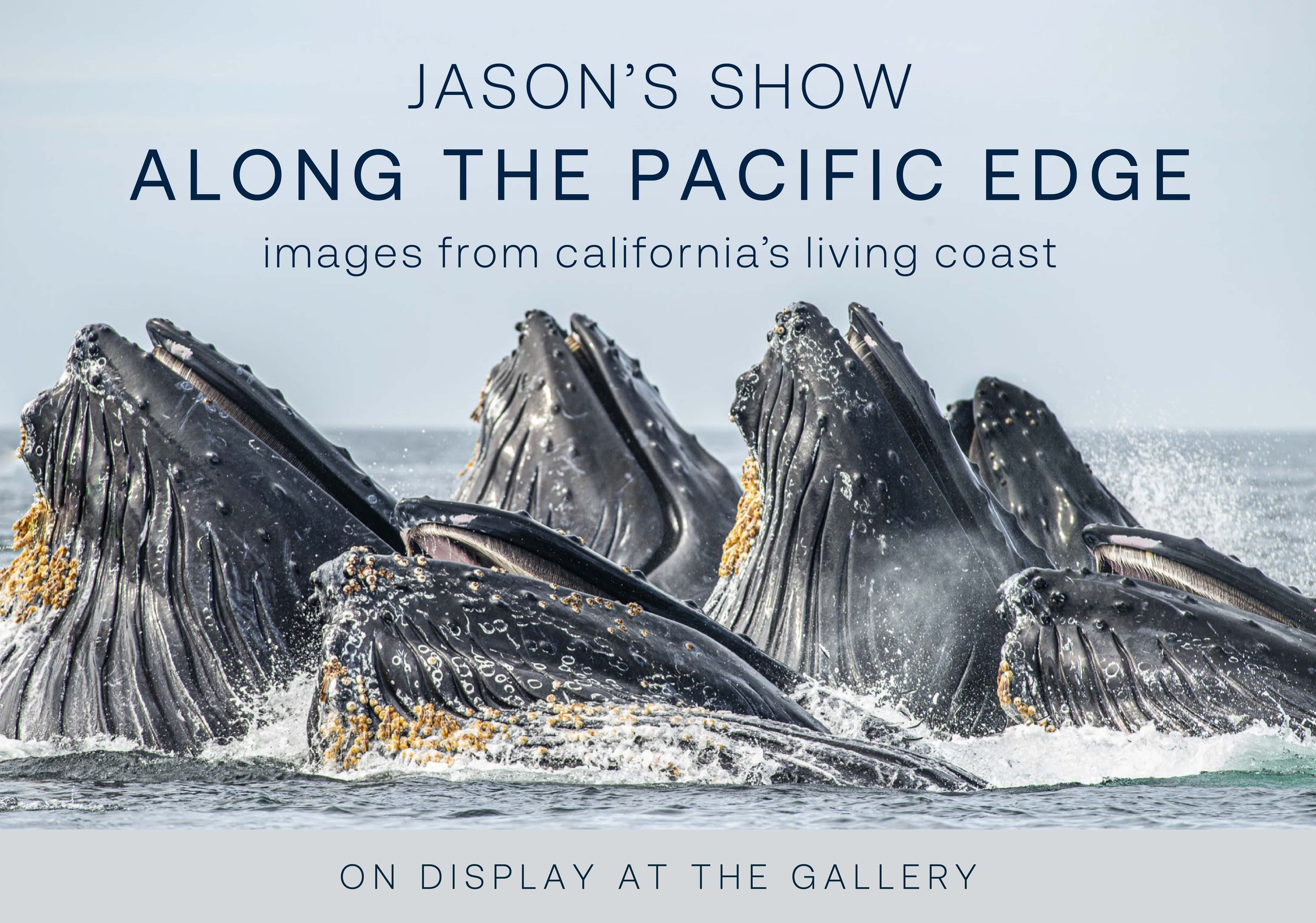 Jason Bradley's exhibition featuring feeding humpback whales.