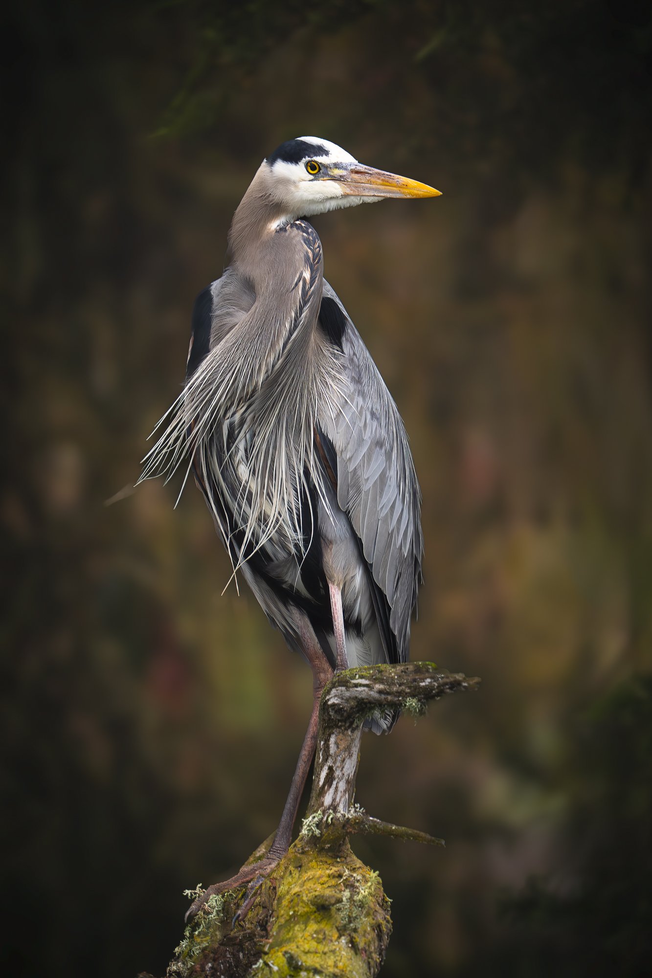 Great blue heron perched among wetland vegetation in Elkhorn Slough, California.