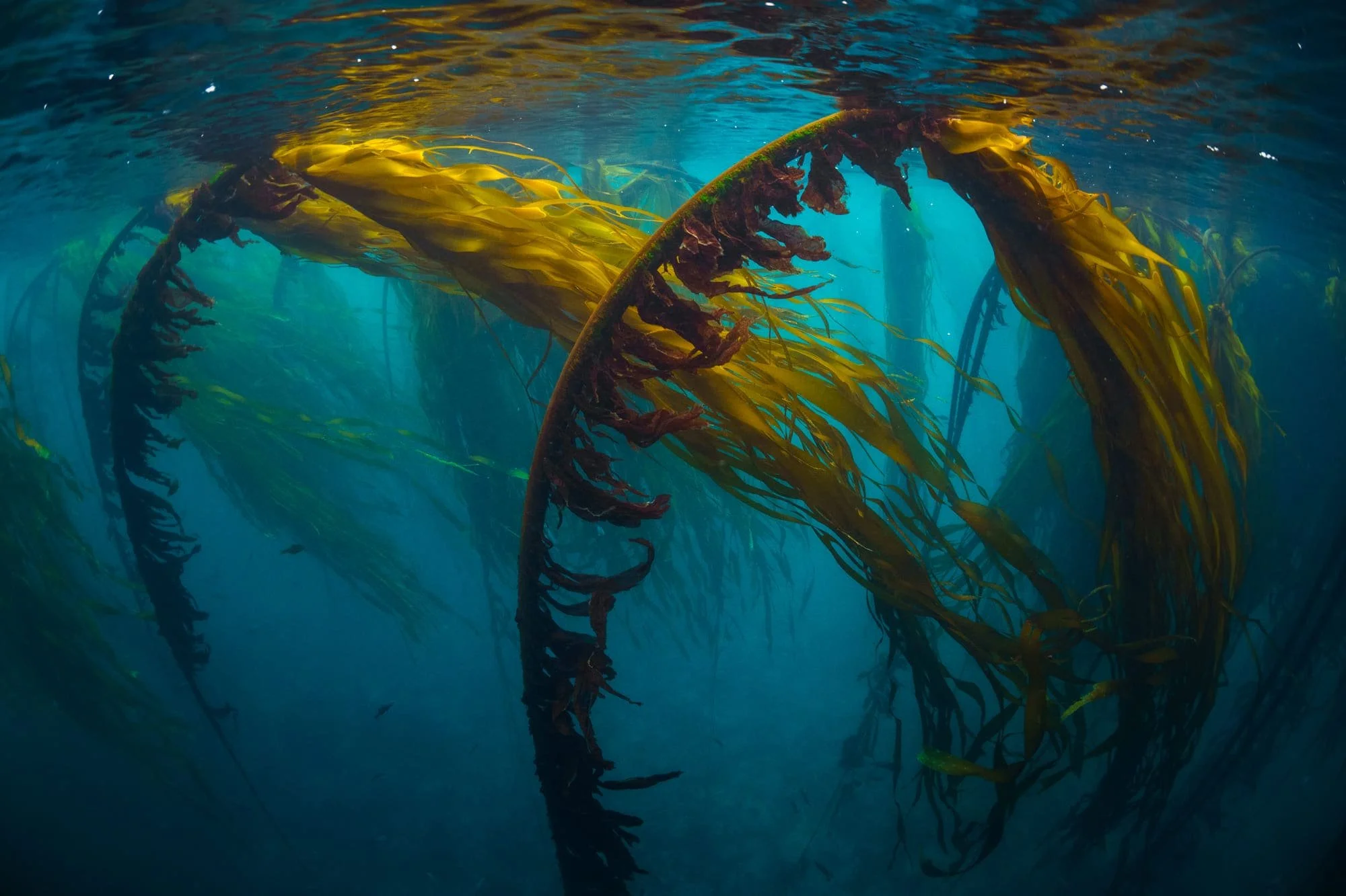 Golden kelp arches sway underwater, curving toward the surface in deep blue currents.