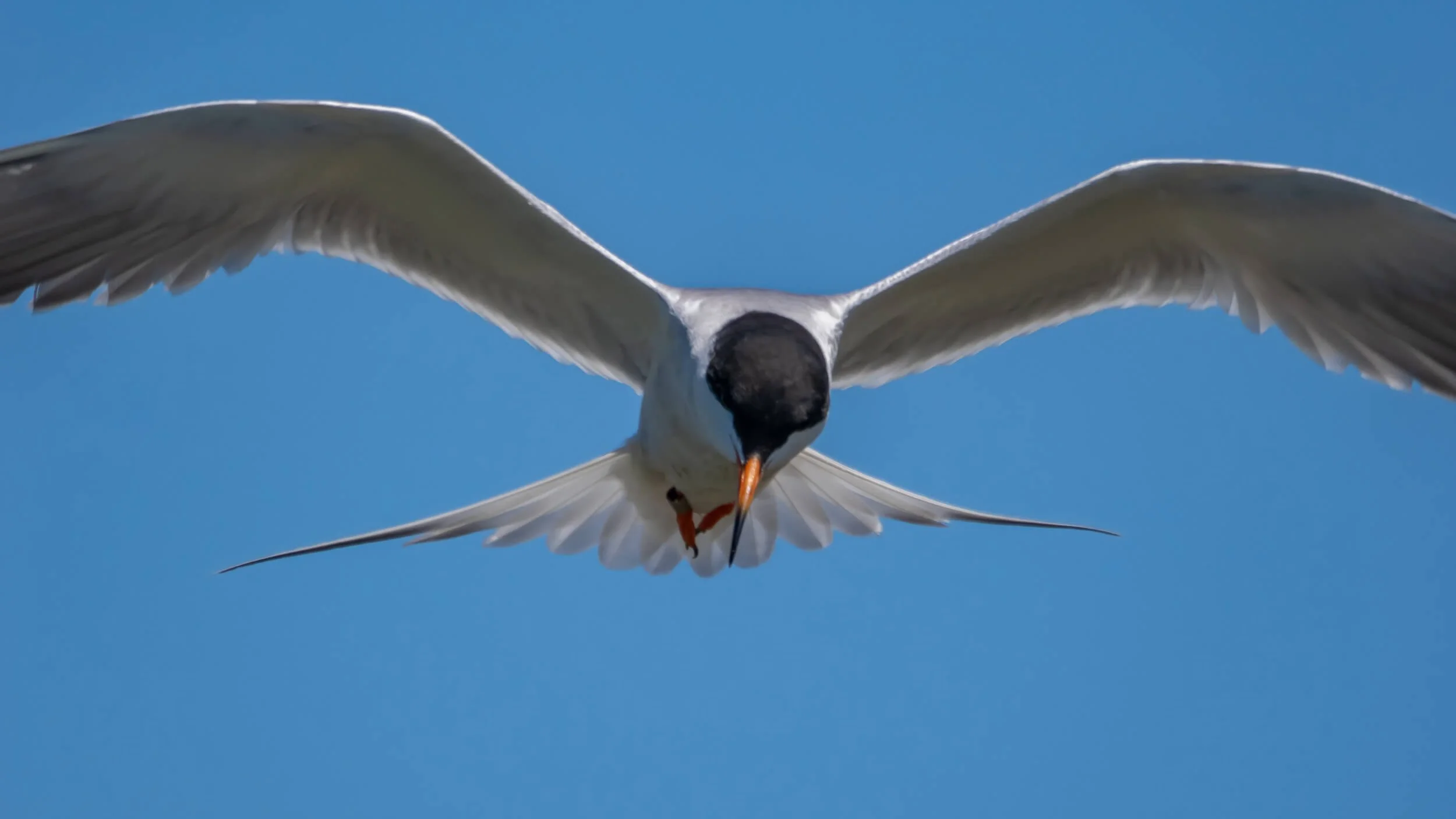 Bird of prey flying over the Hayward shoreline, photographed by Joyscapes Imaging.