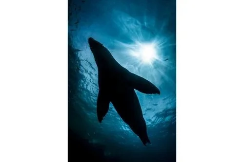 Ocean's Grace: Backlit Sea Lion Silhouette
