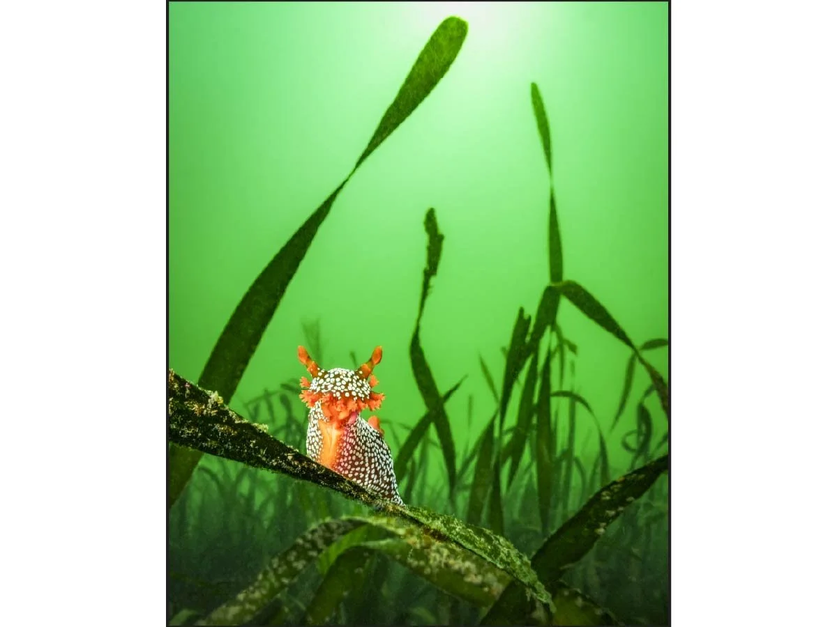 Colorful Triopha nudibranch perched on eelgrass in green-hued underwater scene