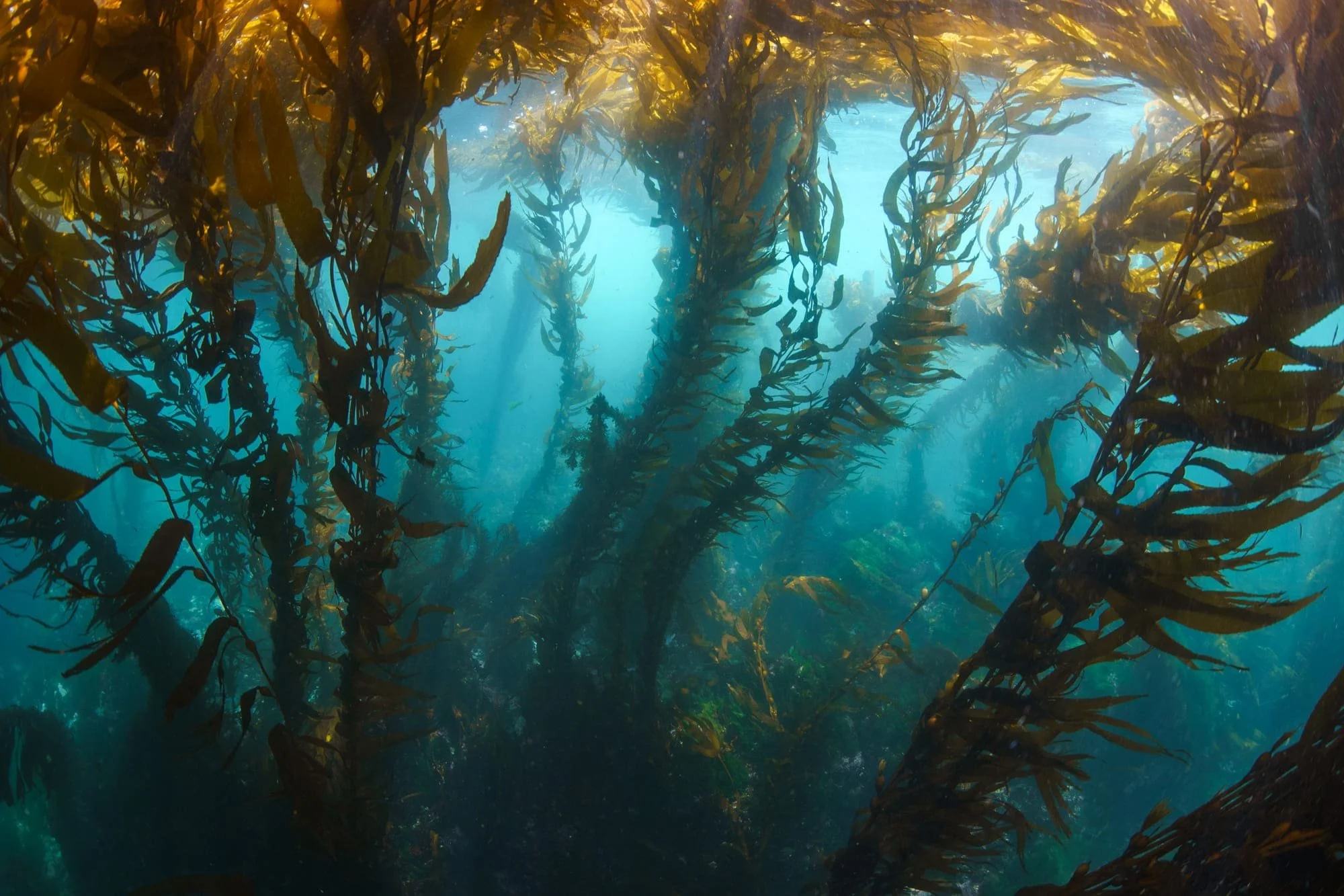Sunlit kelp forest sways in clear blue water beneath the ocean surface.