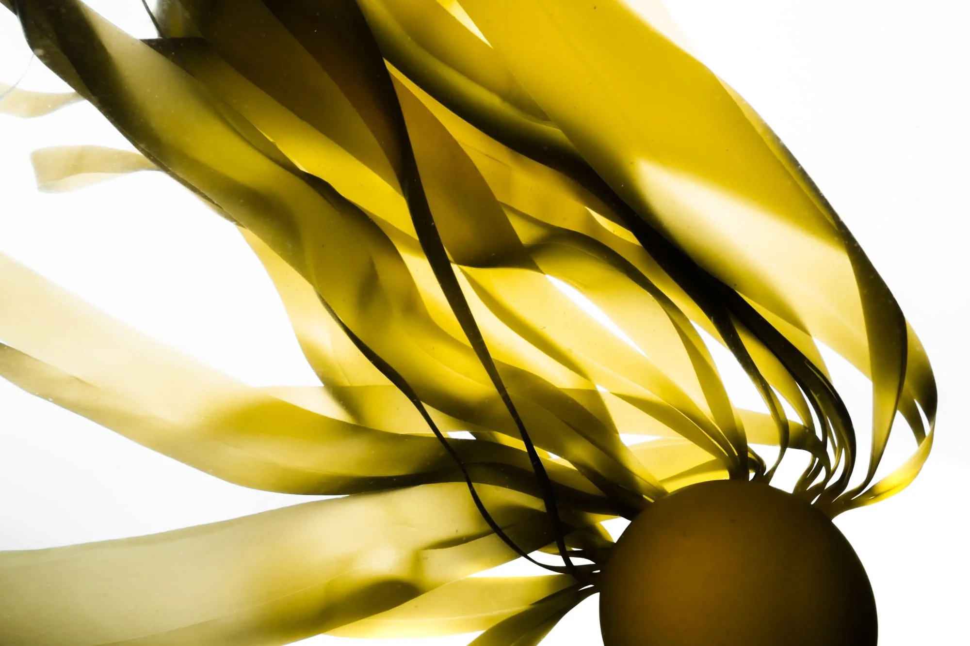 Golden kelp fronds flowing from a single bulb, backlit against a white surface.