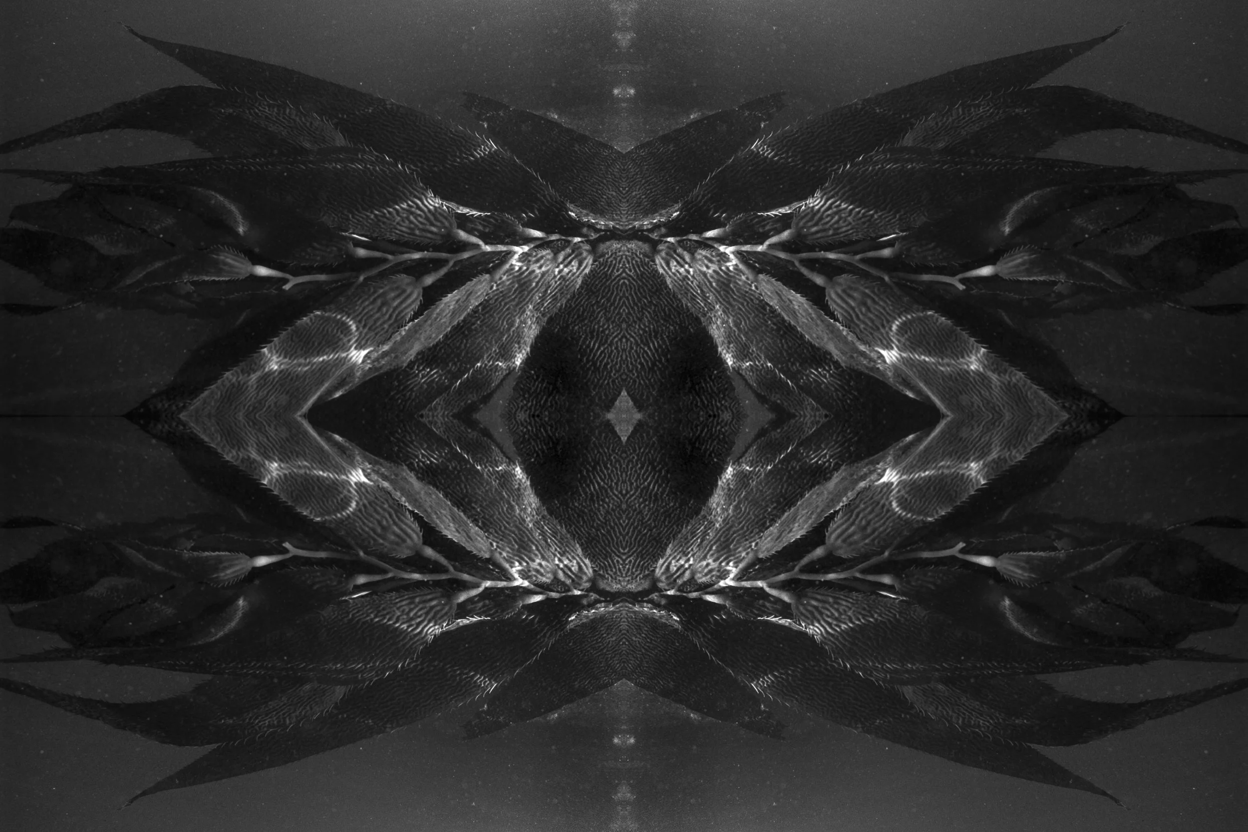 Symmetrical black-and-white kelp image resembling wings or a manta ray under water.