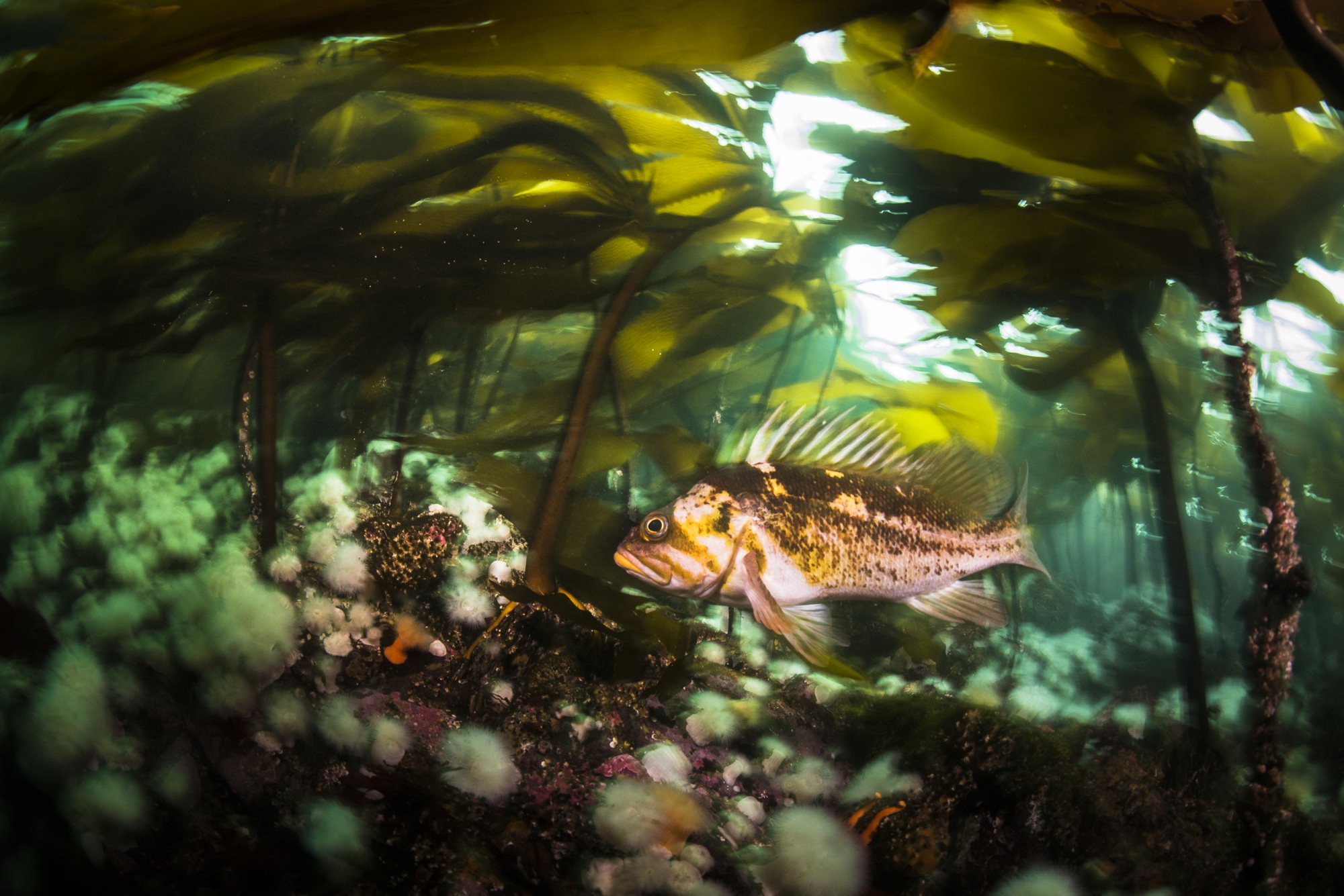 Rockfish swims through kelp forest with white anemones, photographed by Jason Bradley, Pacific Grove, CA