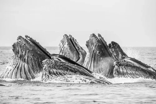 Multiple humpback whales lunge feeding at the ocean’s surface in Monterey Bay, photographed by Jason Bradley.