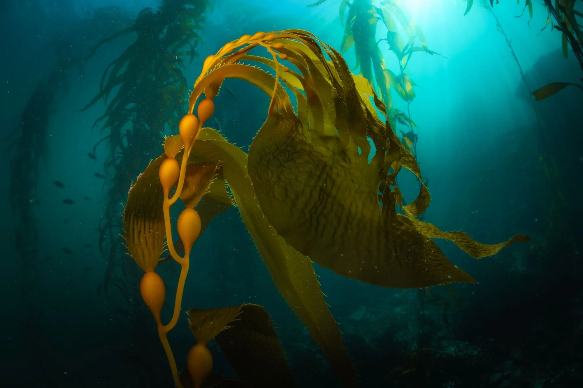 Golden kelp drifting upward in deep teal water, illuminated by sunbeams from above.