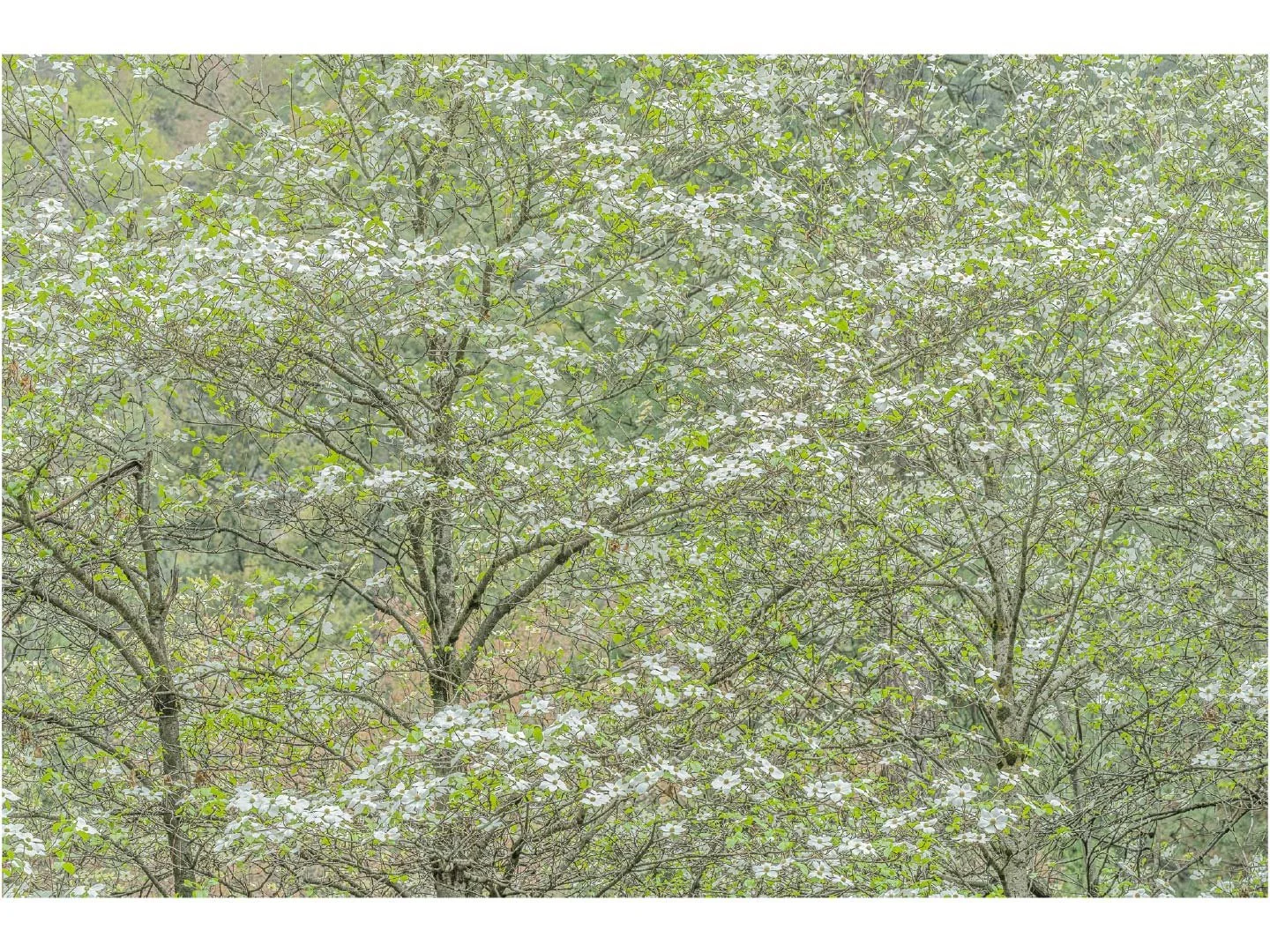 Store_Images_Dogwood_Forest_2021_©William_Neill.jpg