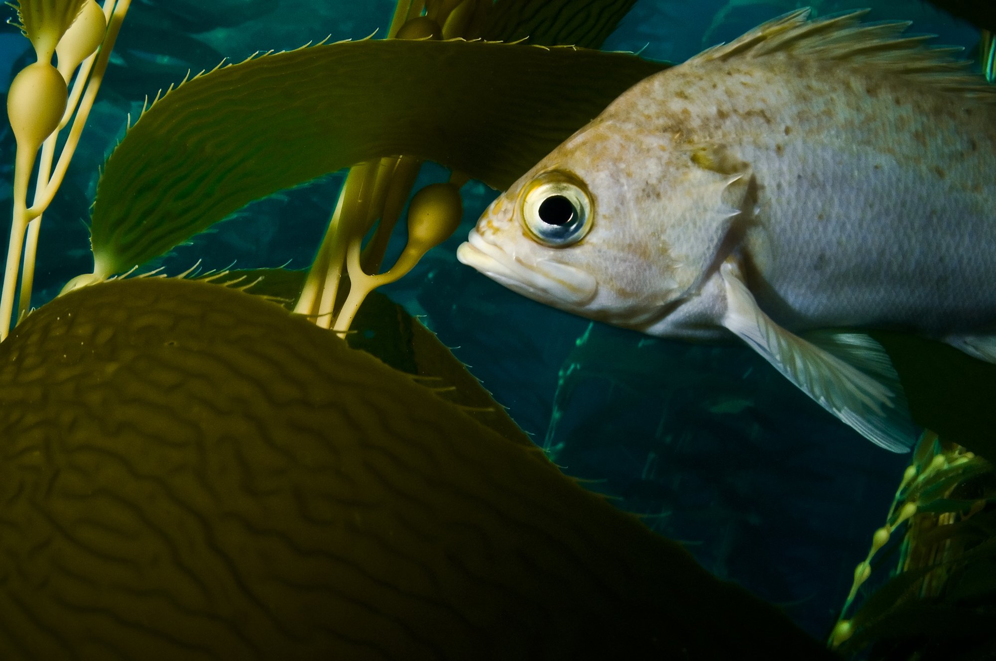 Rockfish peeking through dark kelp forest shadows, underwater fine art print by Jason Bradley