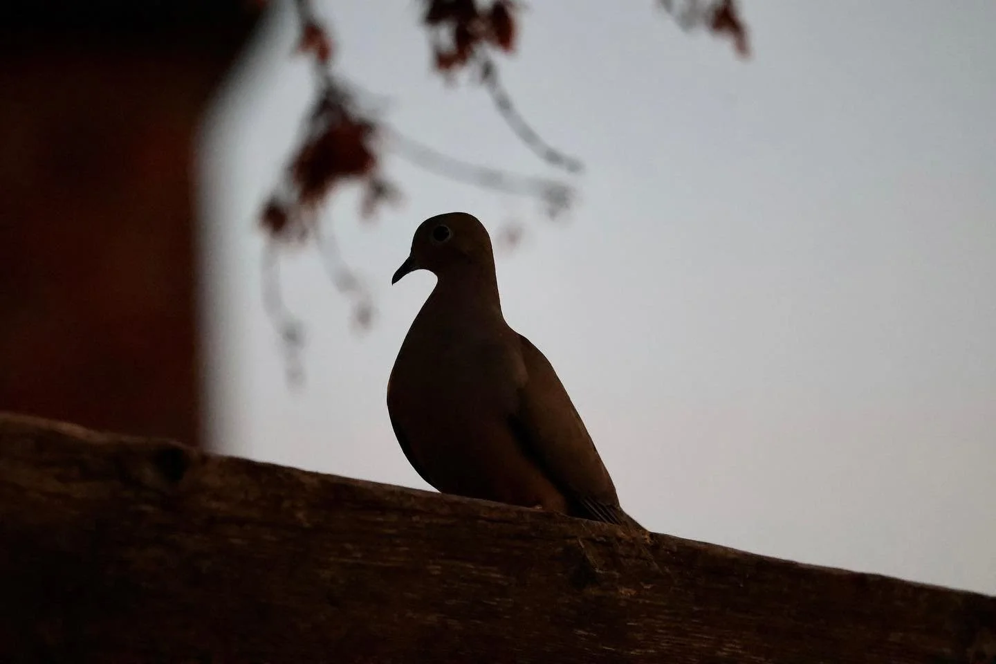 PigeonSilhouette.jpeg