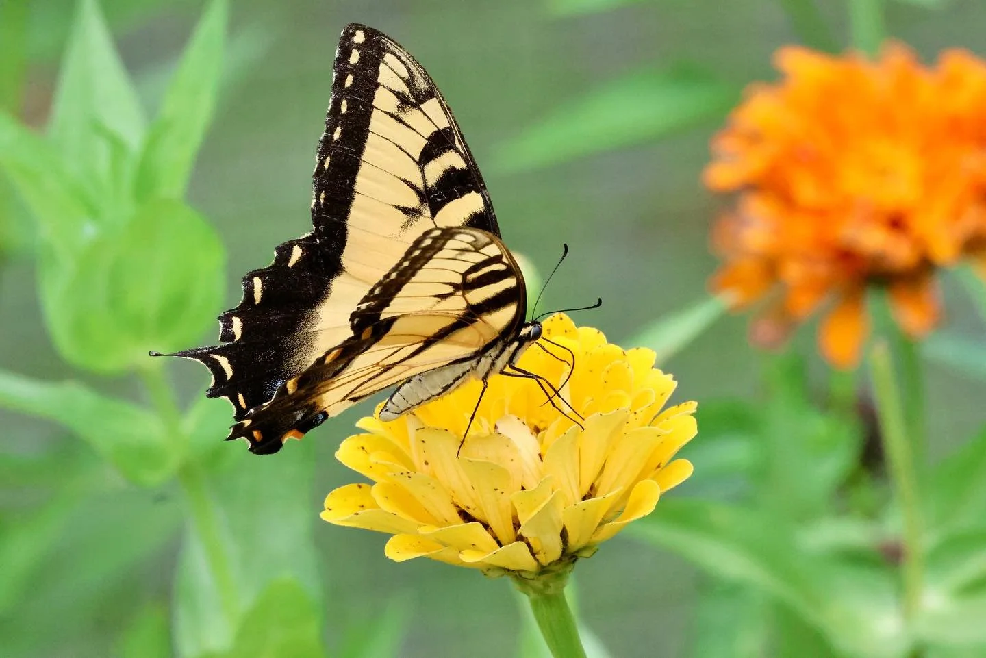 CampLakeStephensButterfly.jpeg