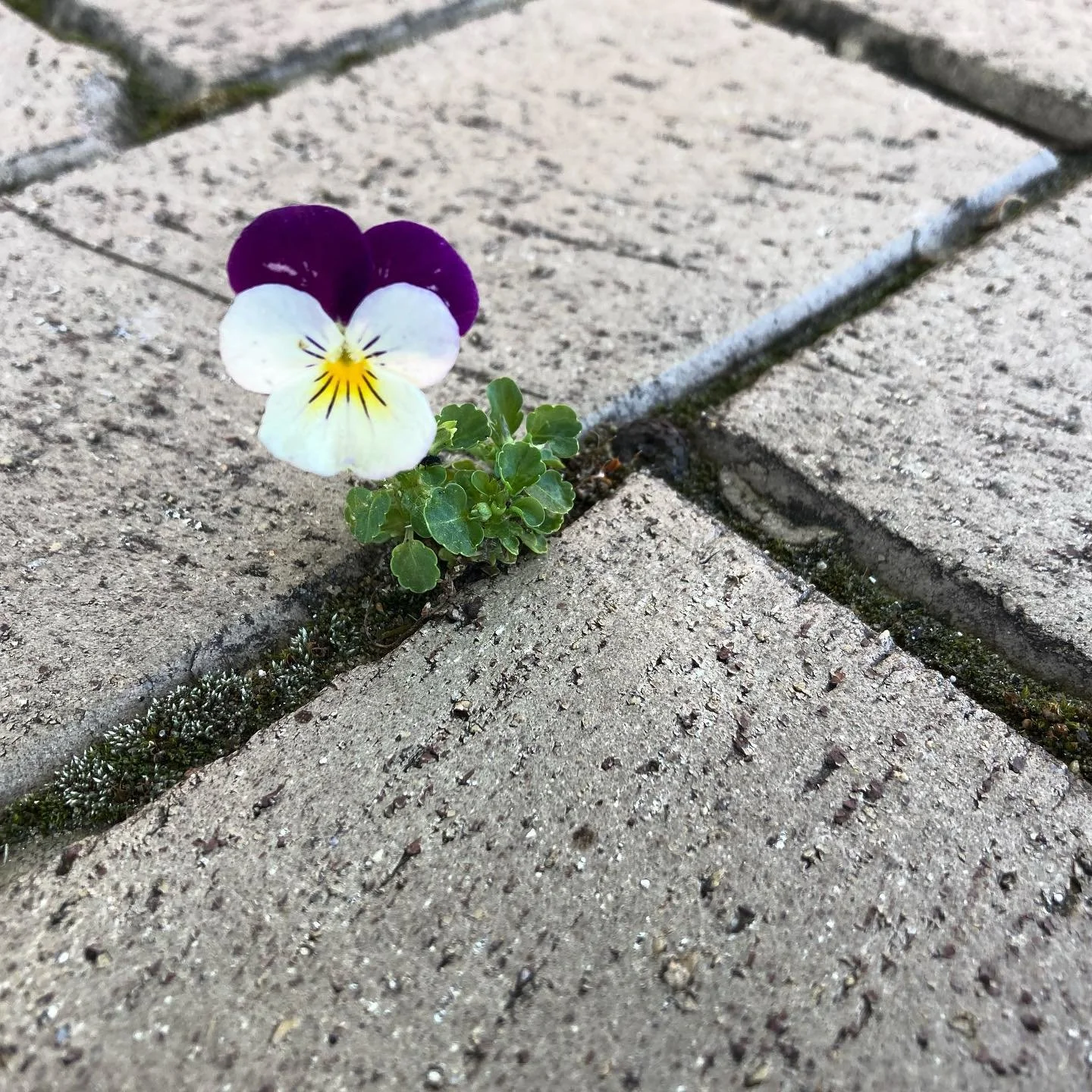 ConcreteFlower.jpeg
