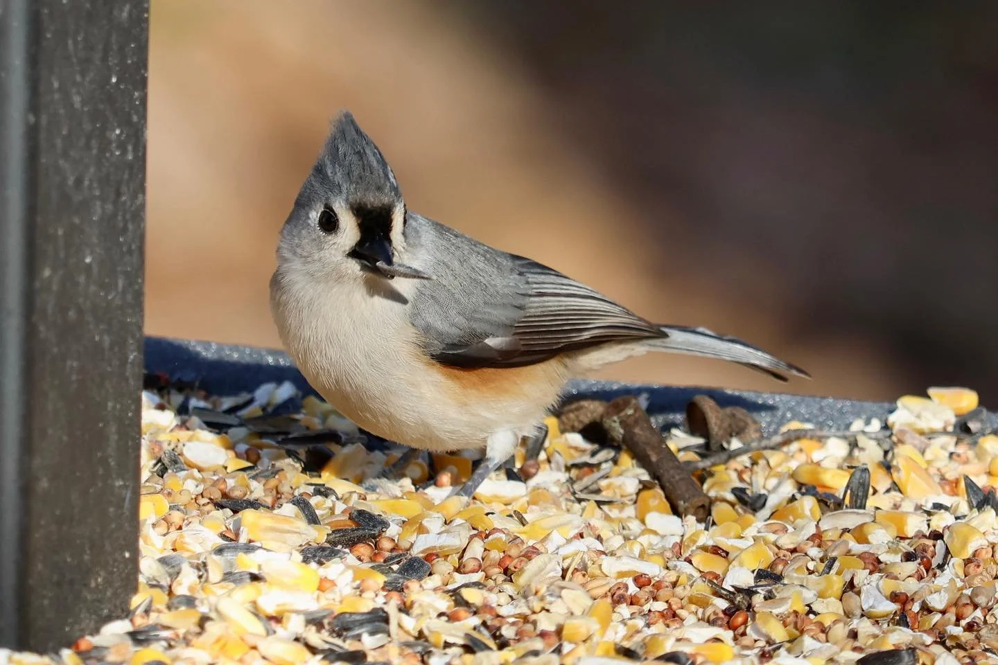 TuftedTitmouse.jpeg