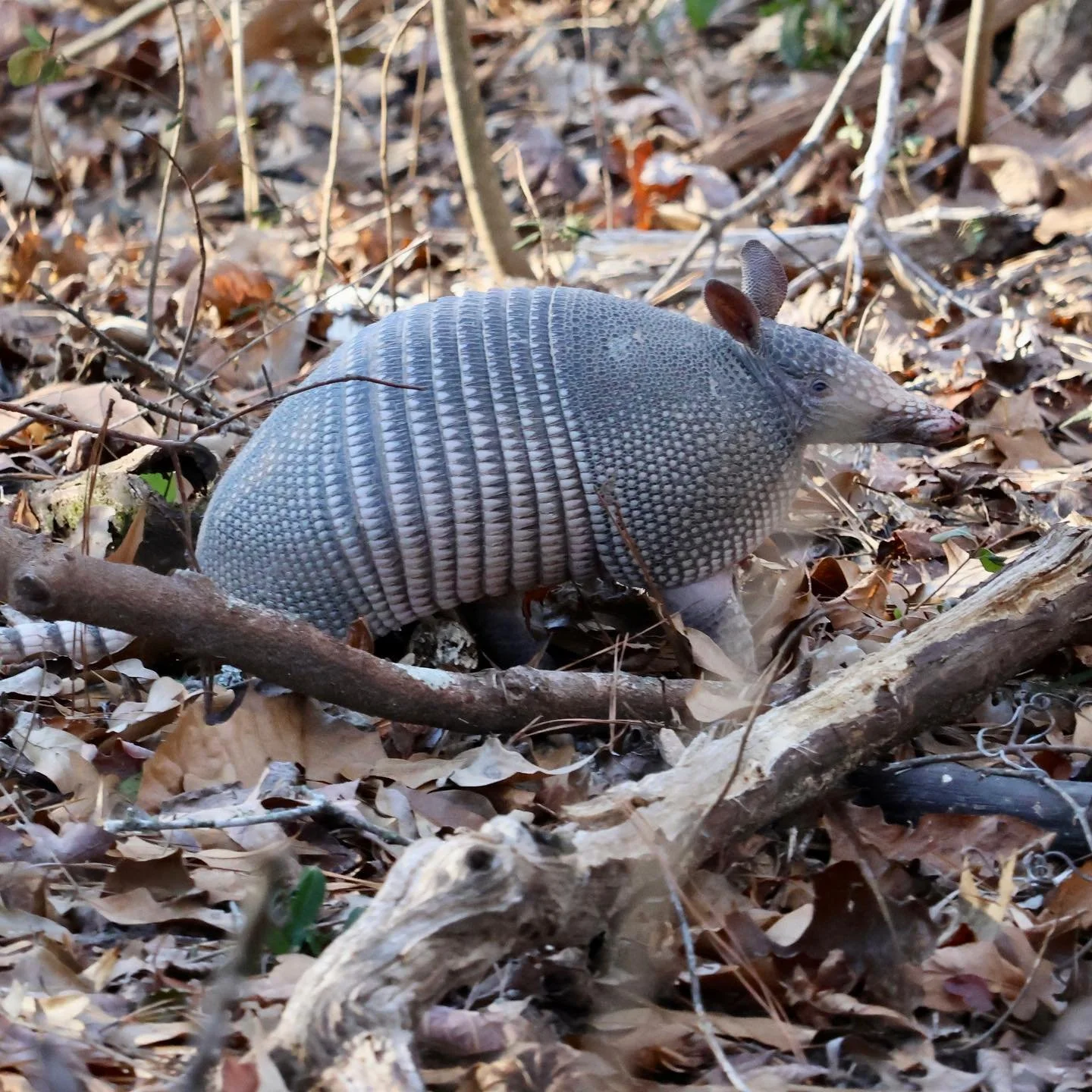 Armadillo.jpeg