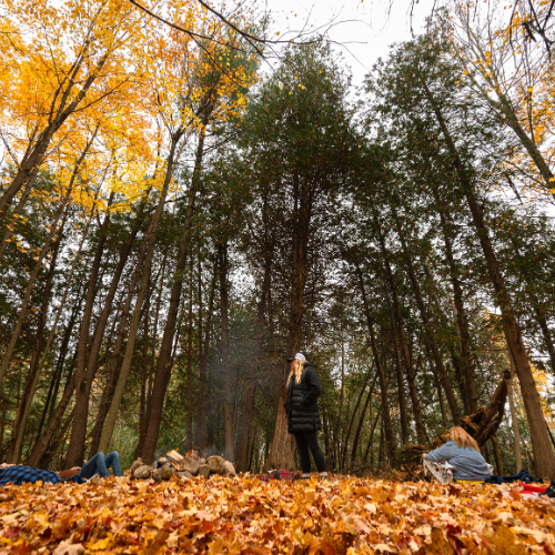 The Healing Power of Forest Bathing This Fall: Reconnect, Recharge, and Restore