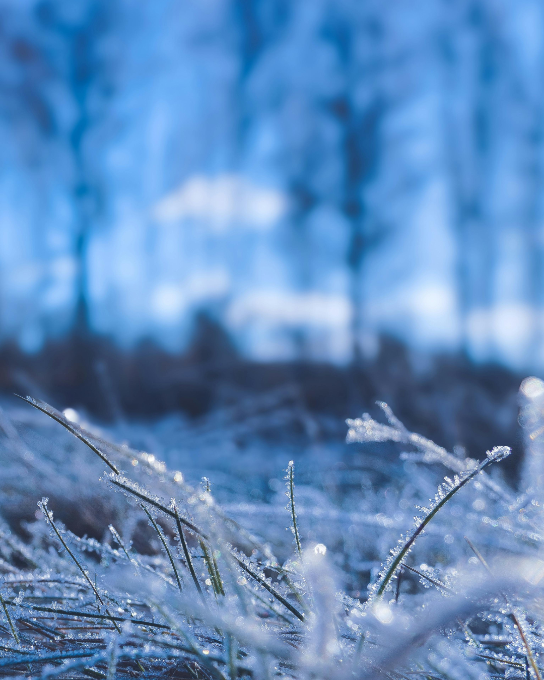 the cold and the Kingdom