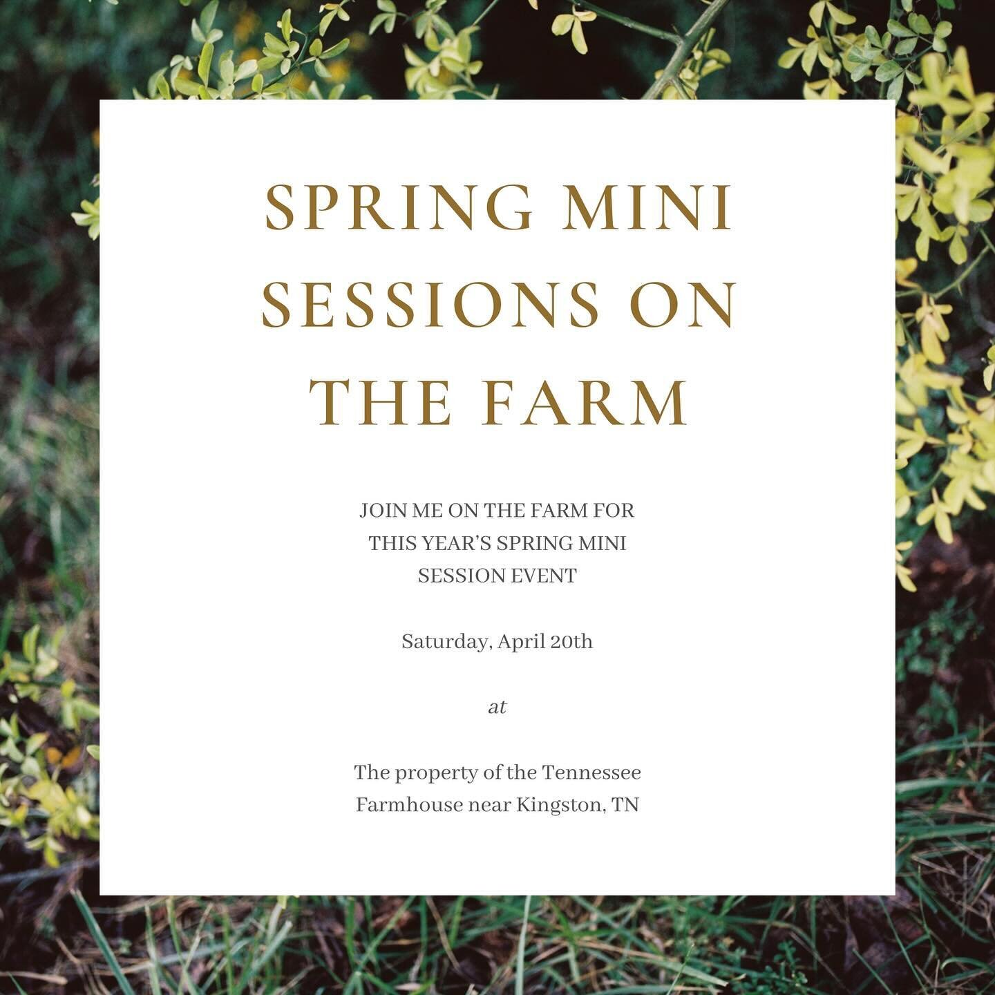 Join me for this year&rsquo;s Spring Mini Session event on The Farm @tennessee_farmhouse. This property is so special to me, it&rsquo;s where I got married 🤍 link in my stories today and in my bio to book. I would love to have you!