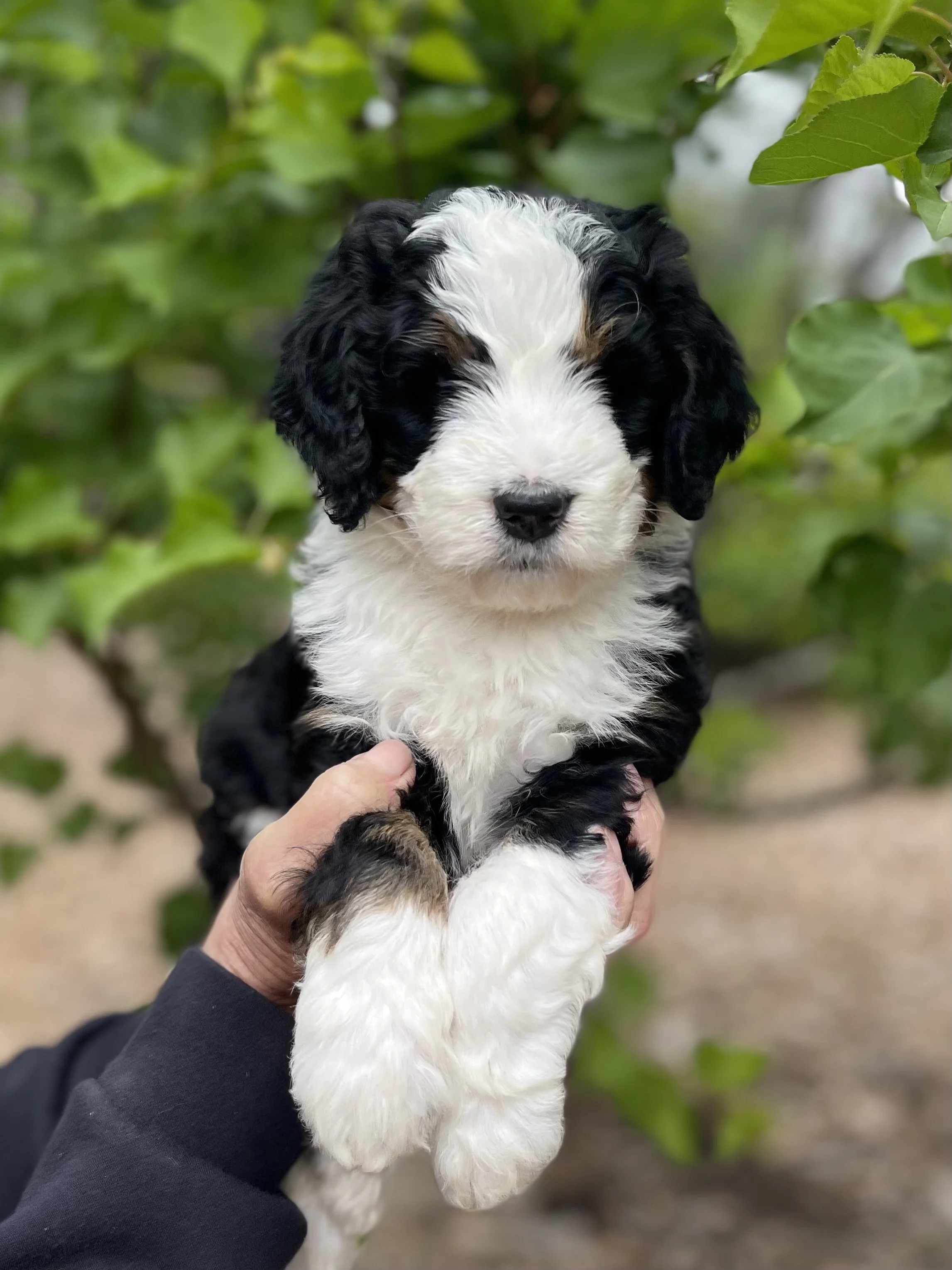 SOLD - female