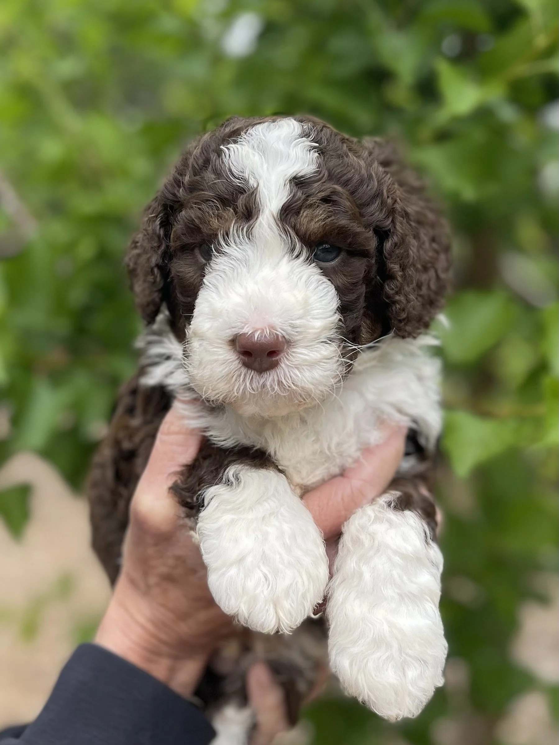 SOLD - male