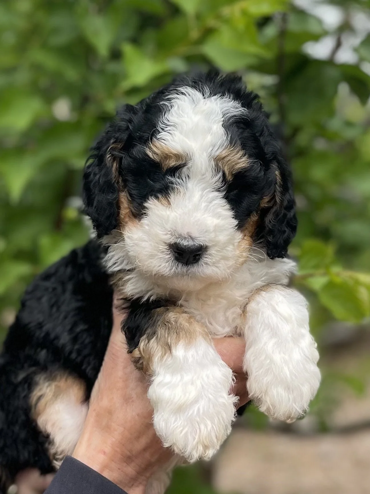 SOLD - female