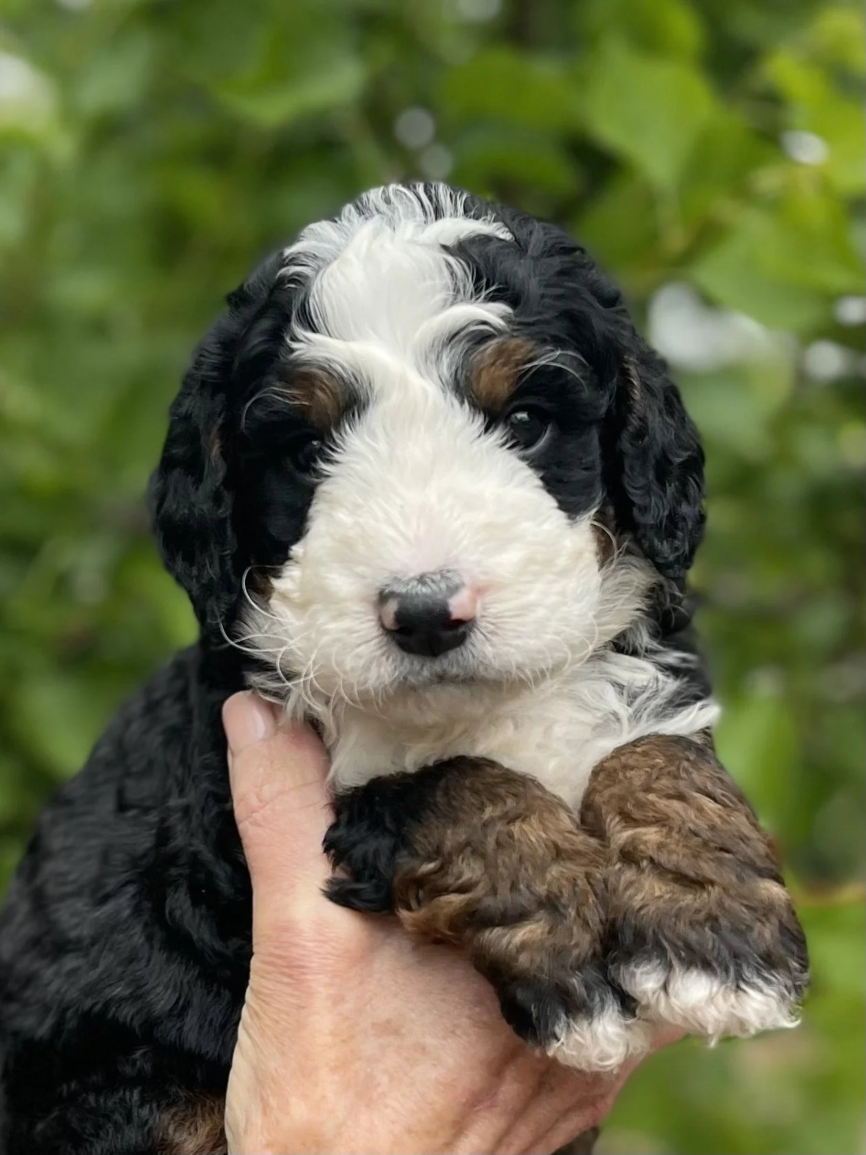 SOLD - male